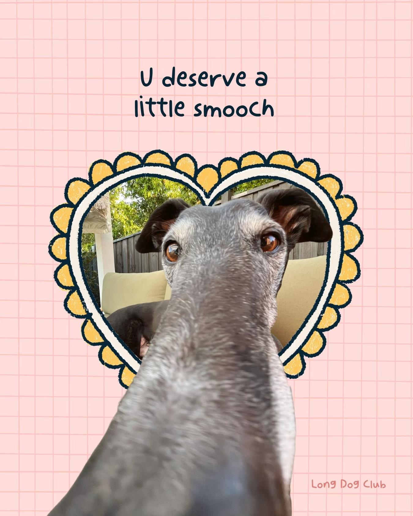 @chilli the greyhound 🌶️