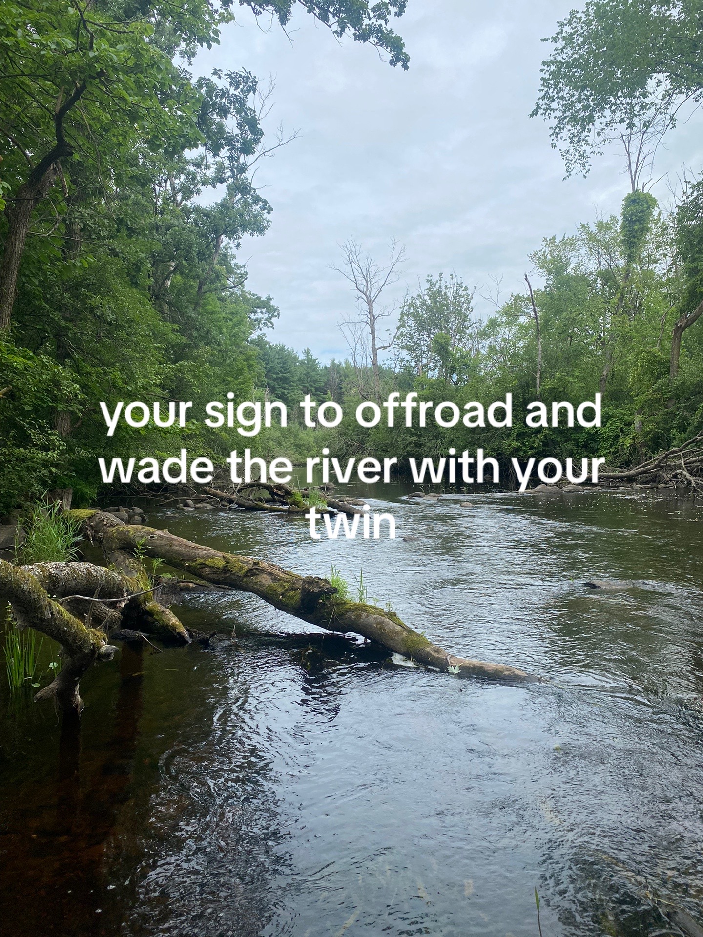 @☦︎ 🌲