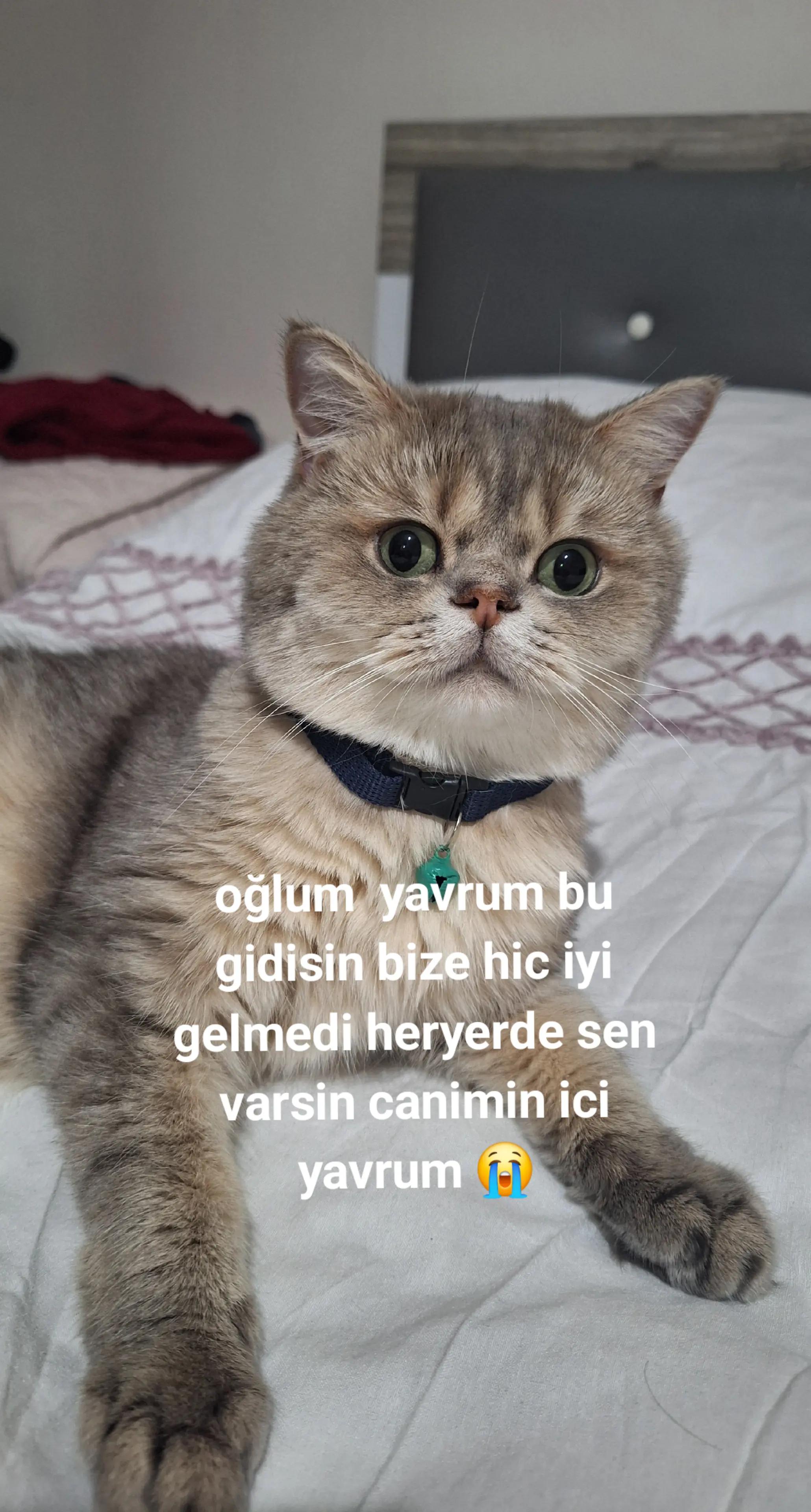@Gülcan Esma Gümüş
