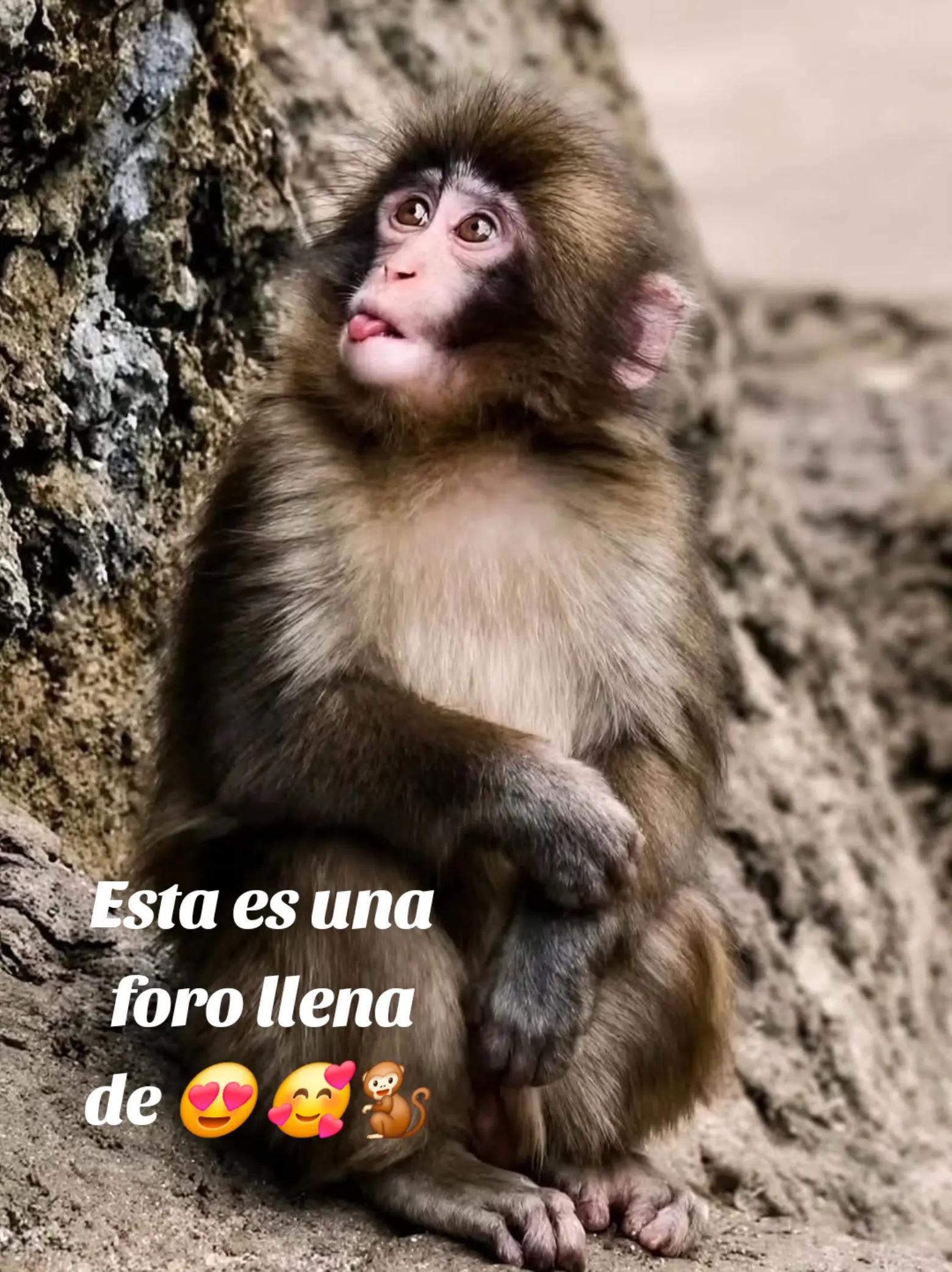 @Roxana Nunez