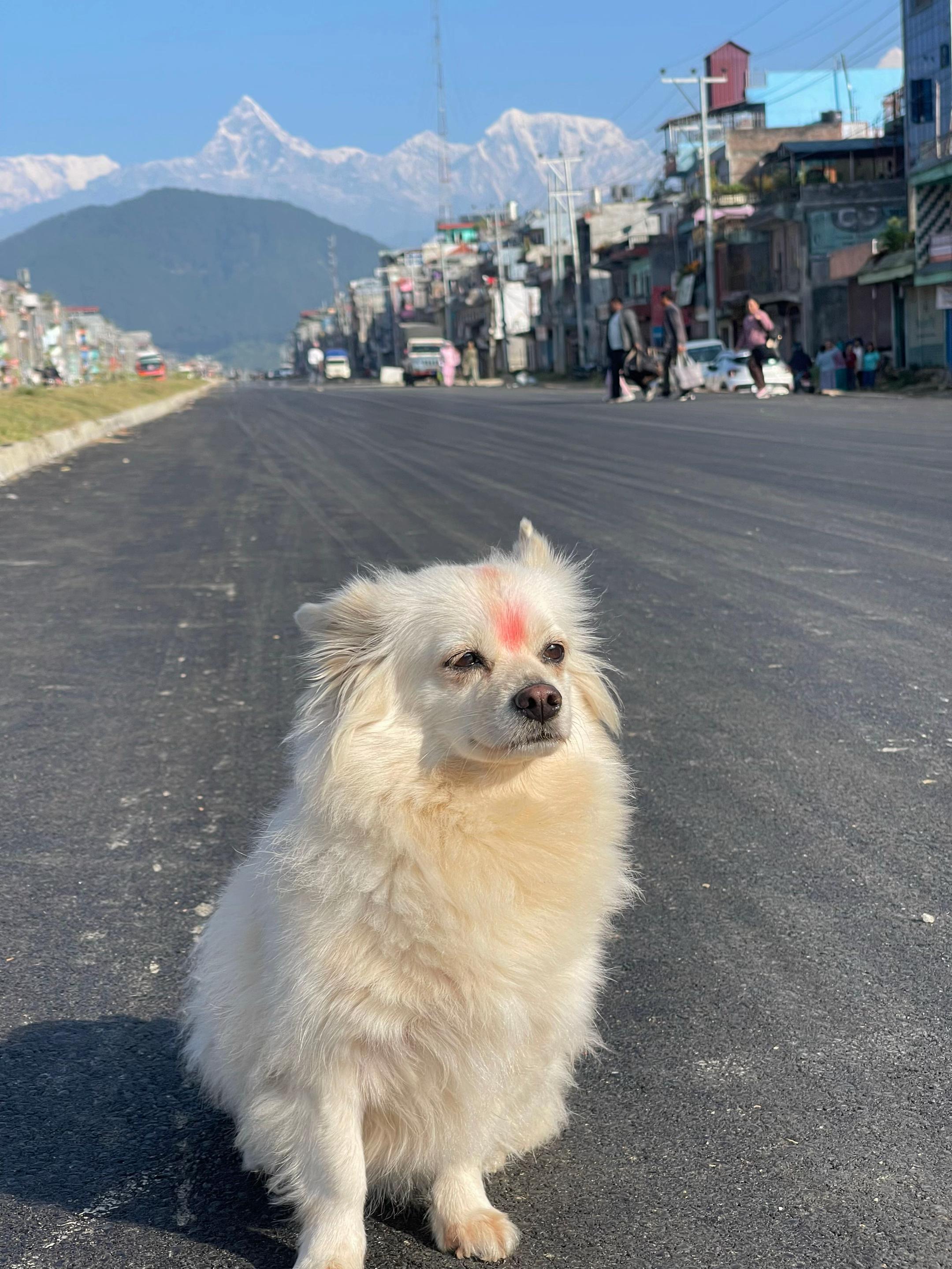 @jullyshrestha0
