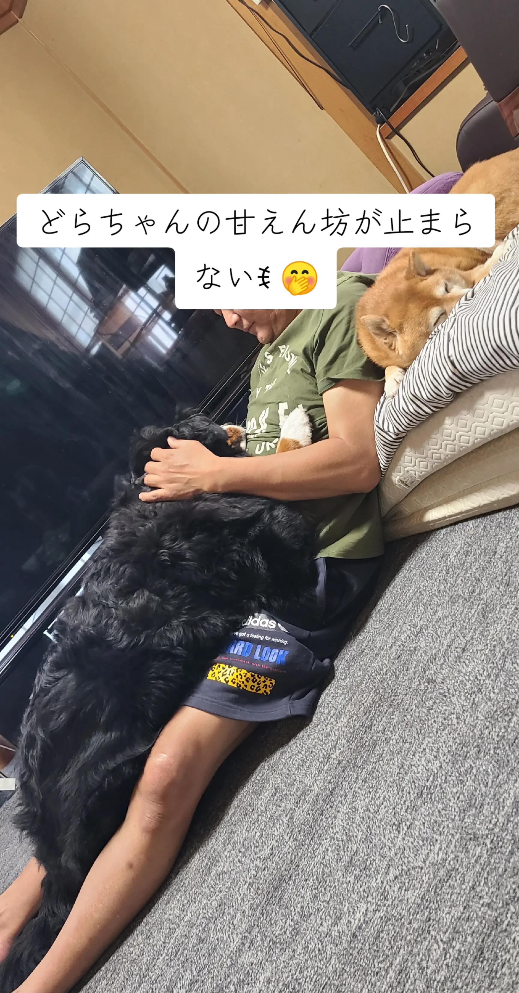 @わんわんニャンニャン🐱🐶