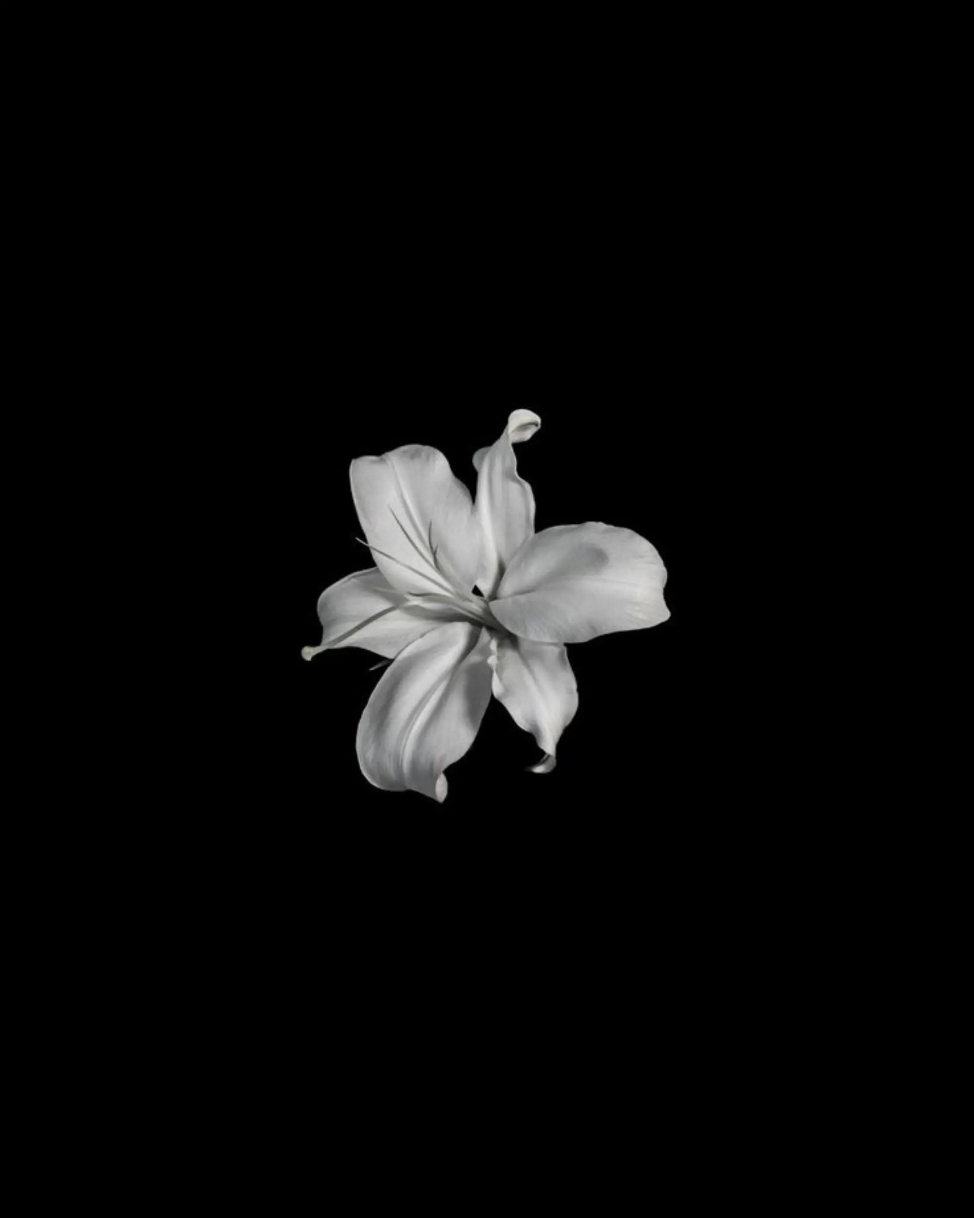 @「ᦗ┆❦۵⊰𝓓𝓪𝓲𝓴𝔂⊱۵☙┆ᦗ」ᐖ