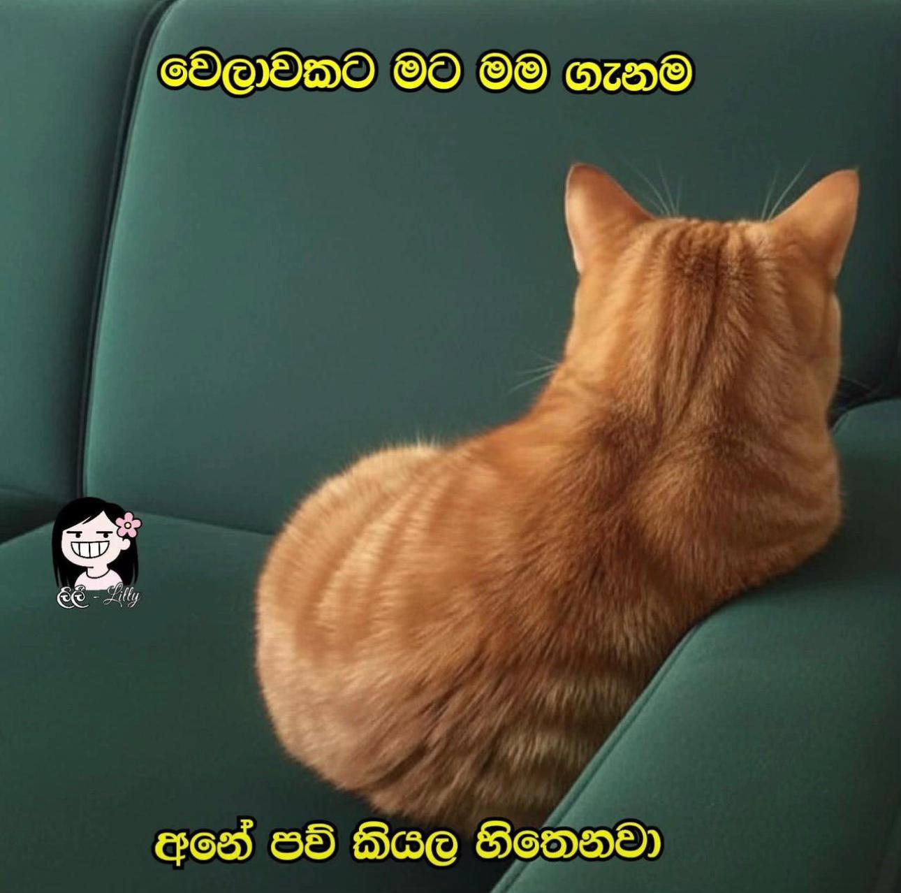 @Hashitha_Weer