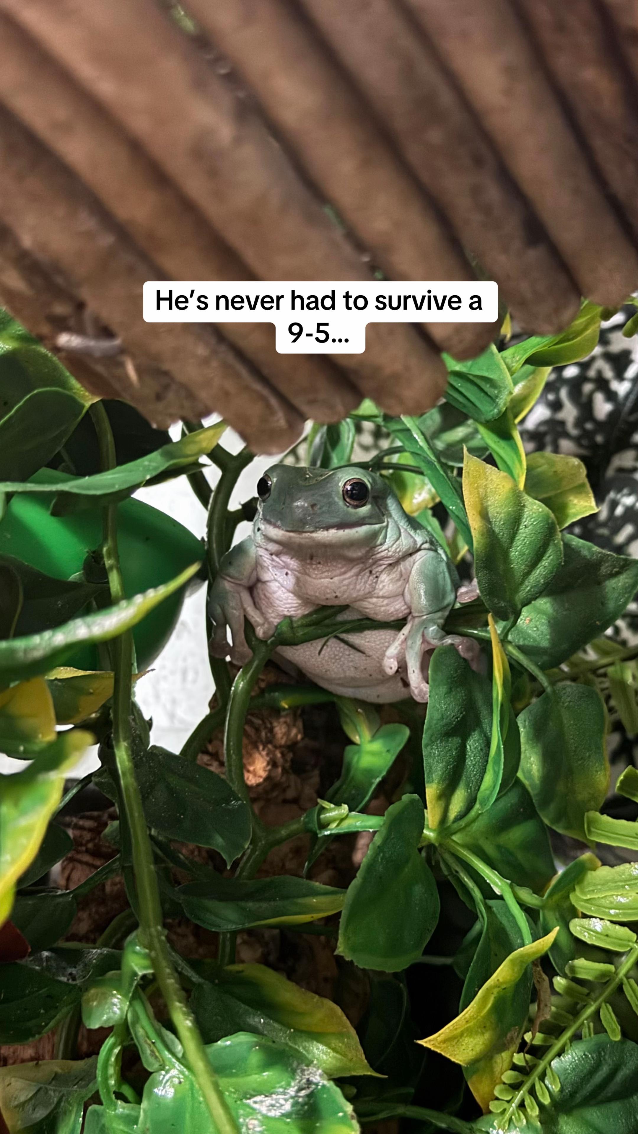 @frogsandoddities