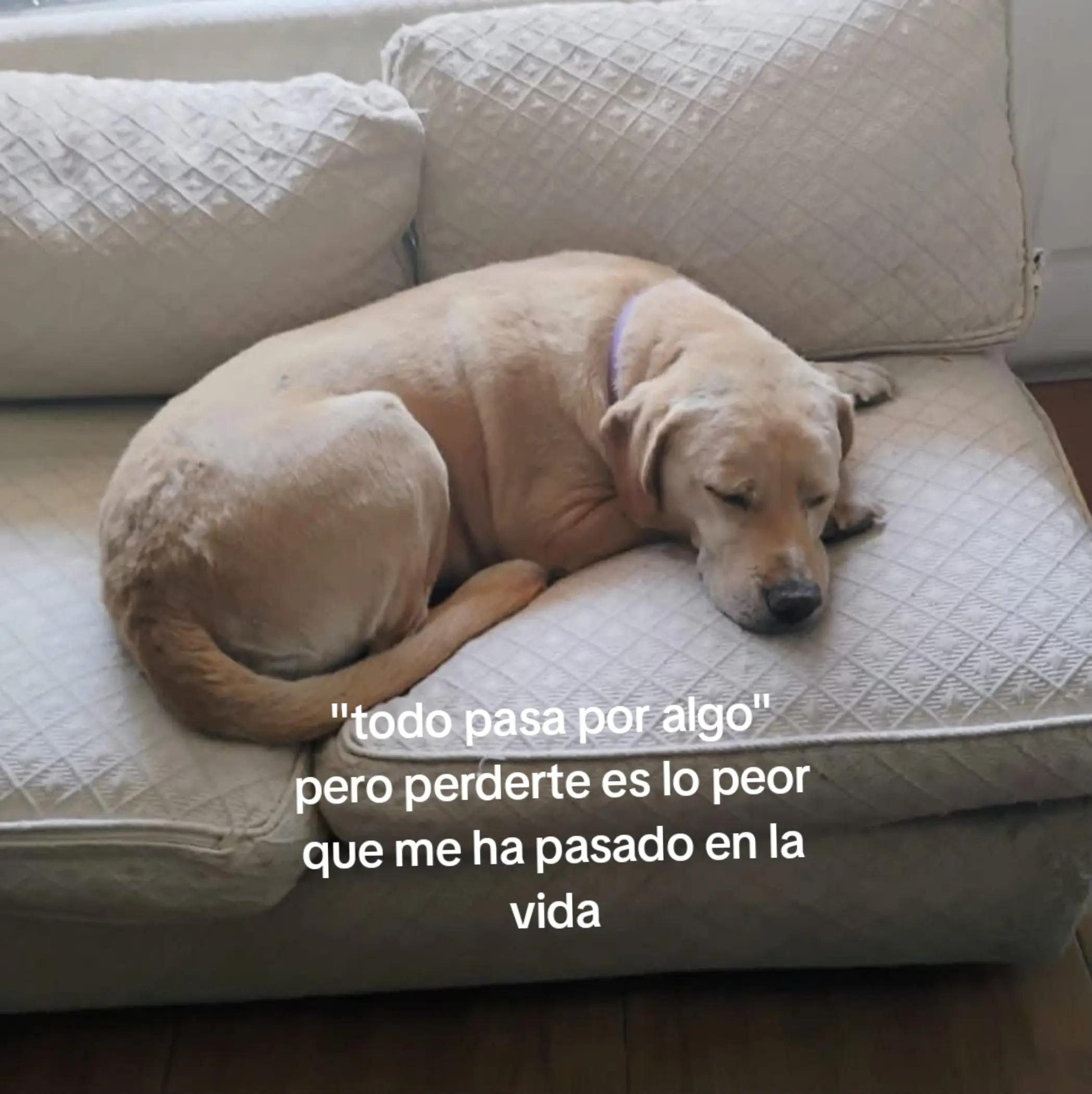 @paz