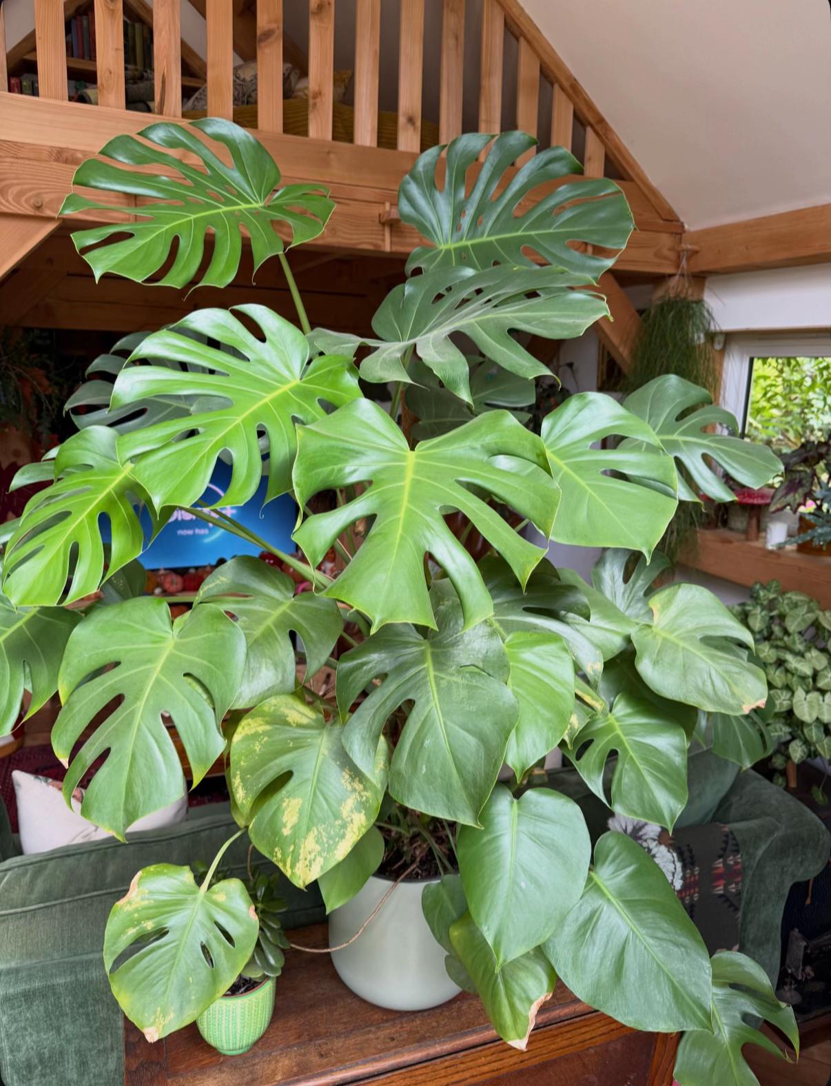 @#gardenerben