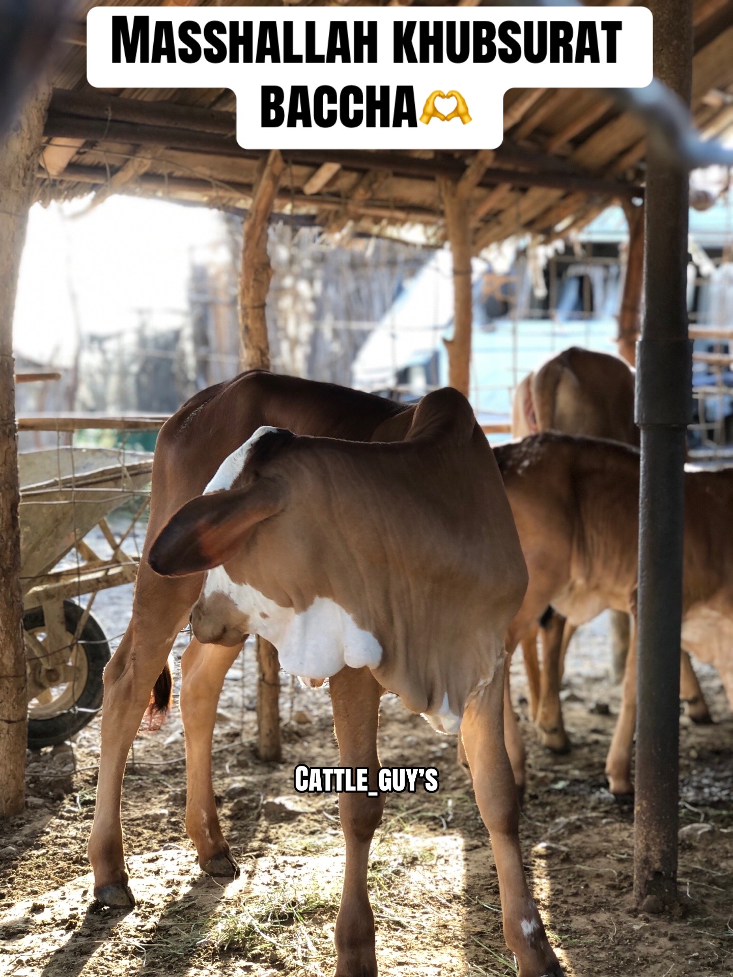 @Cattle_Guy’s