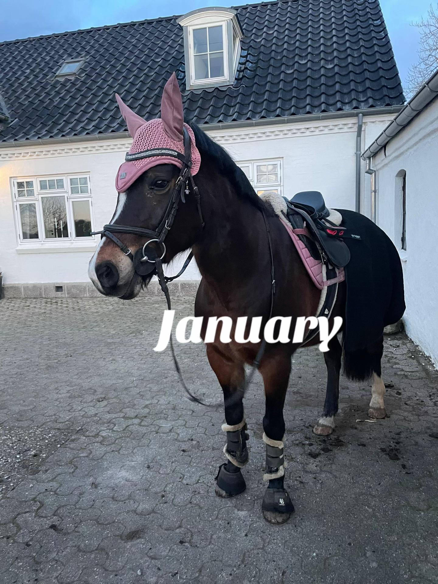 @Cathrine_equestrian🤍