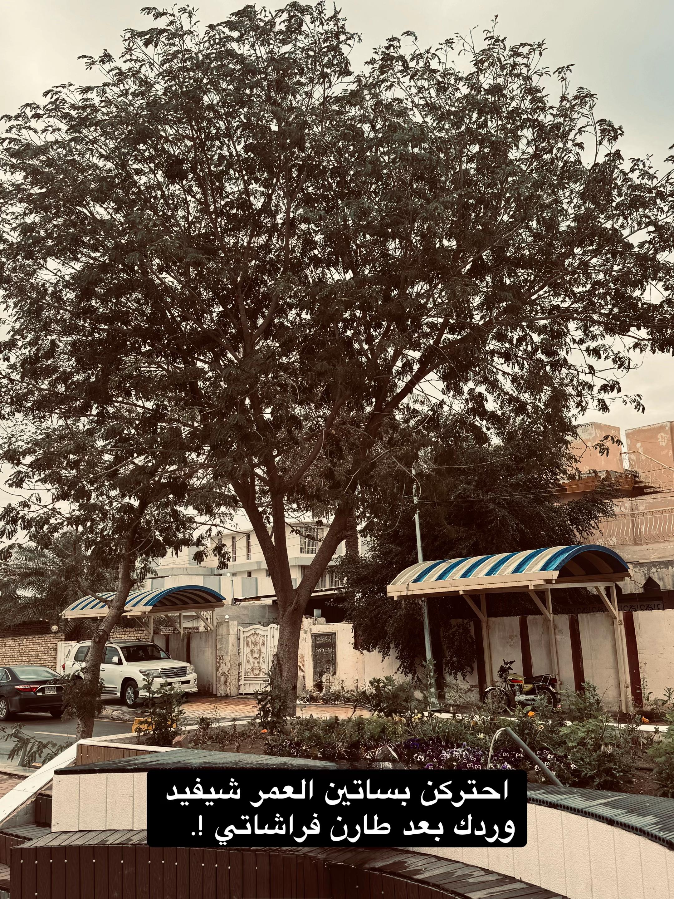 @محمَد .