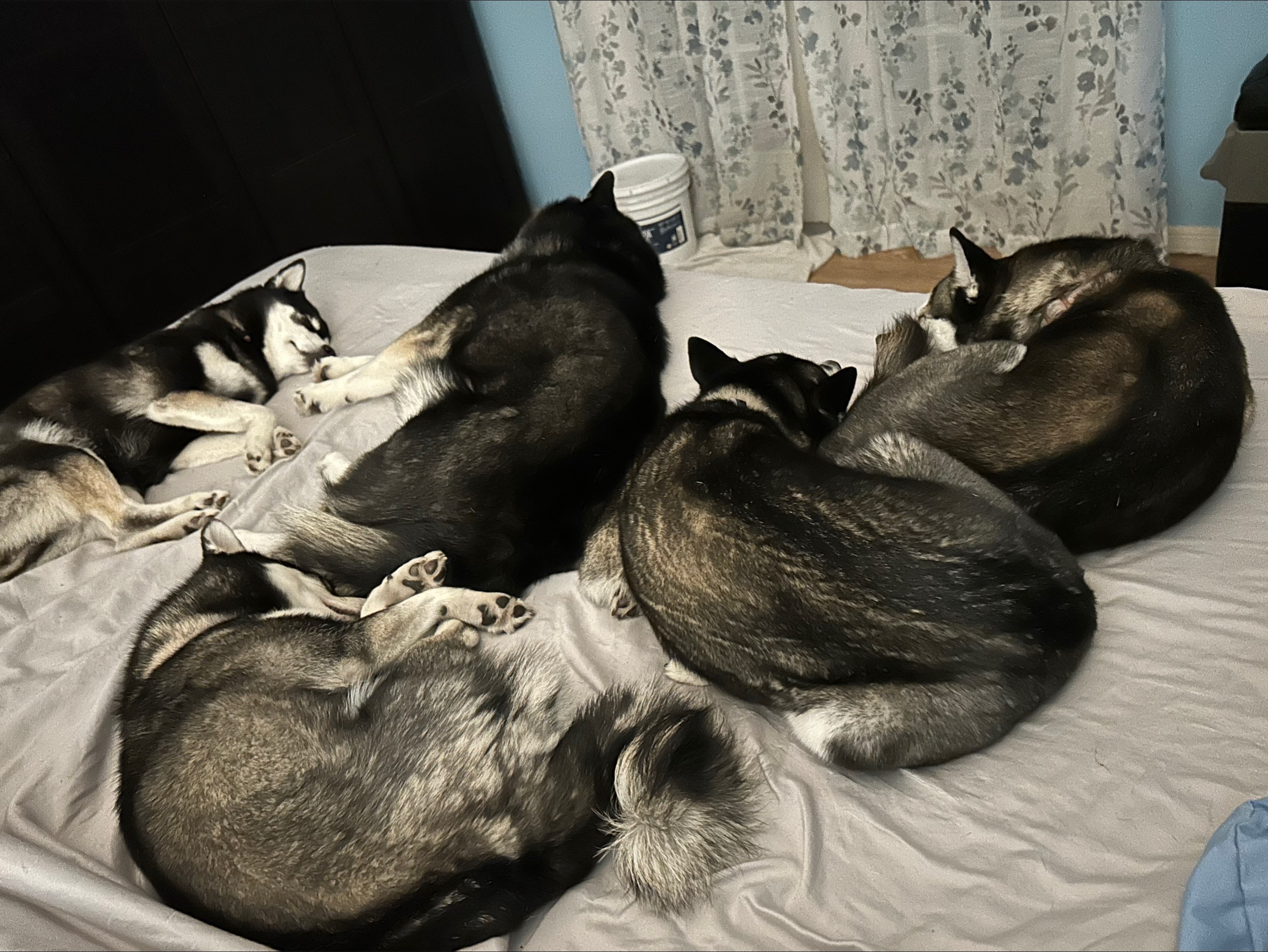 @kleekaipuppies4sale