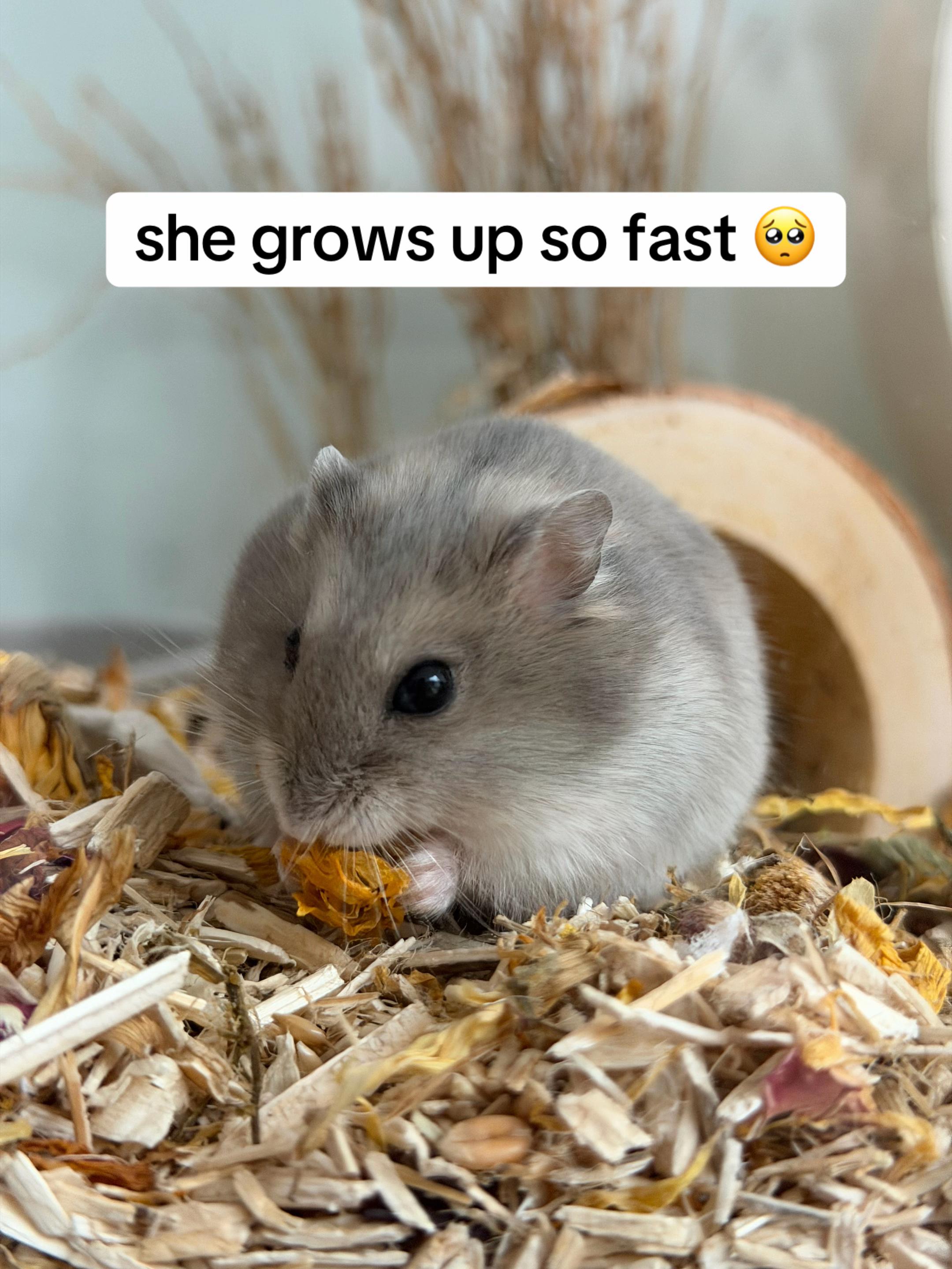 @peanutthehamster1