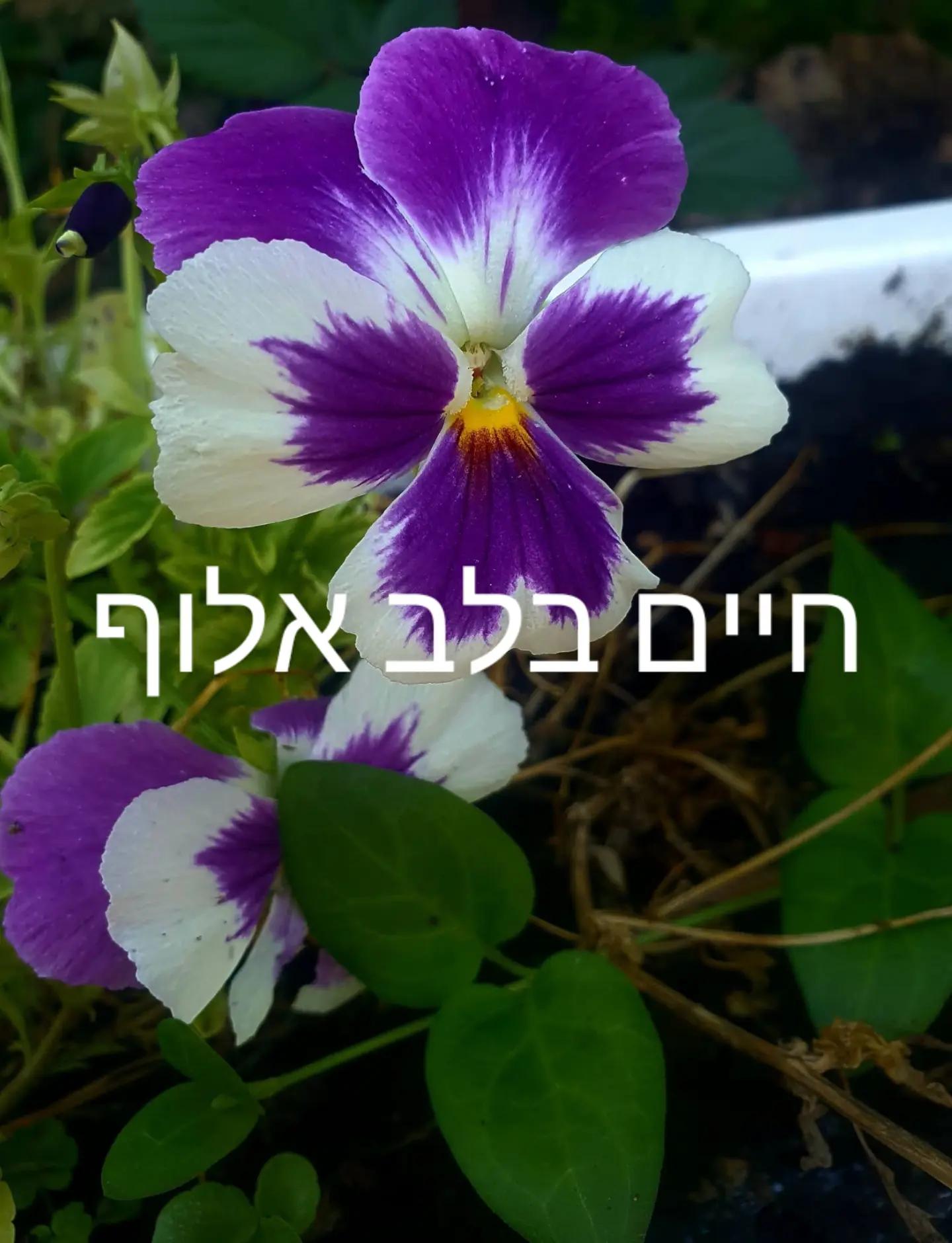 @Nazeeh Yamin