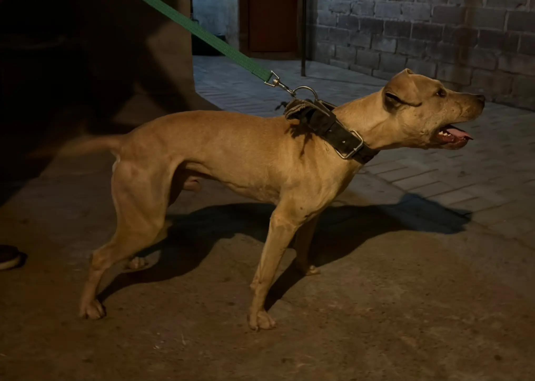 @SAAPBT_GAMEDOGS