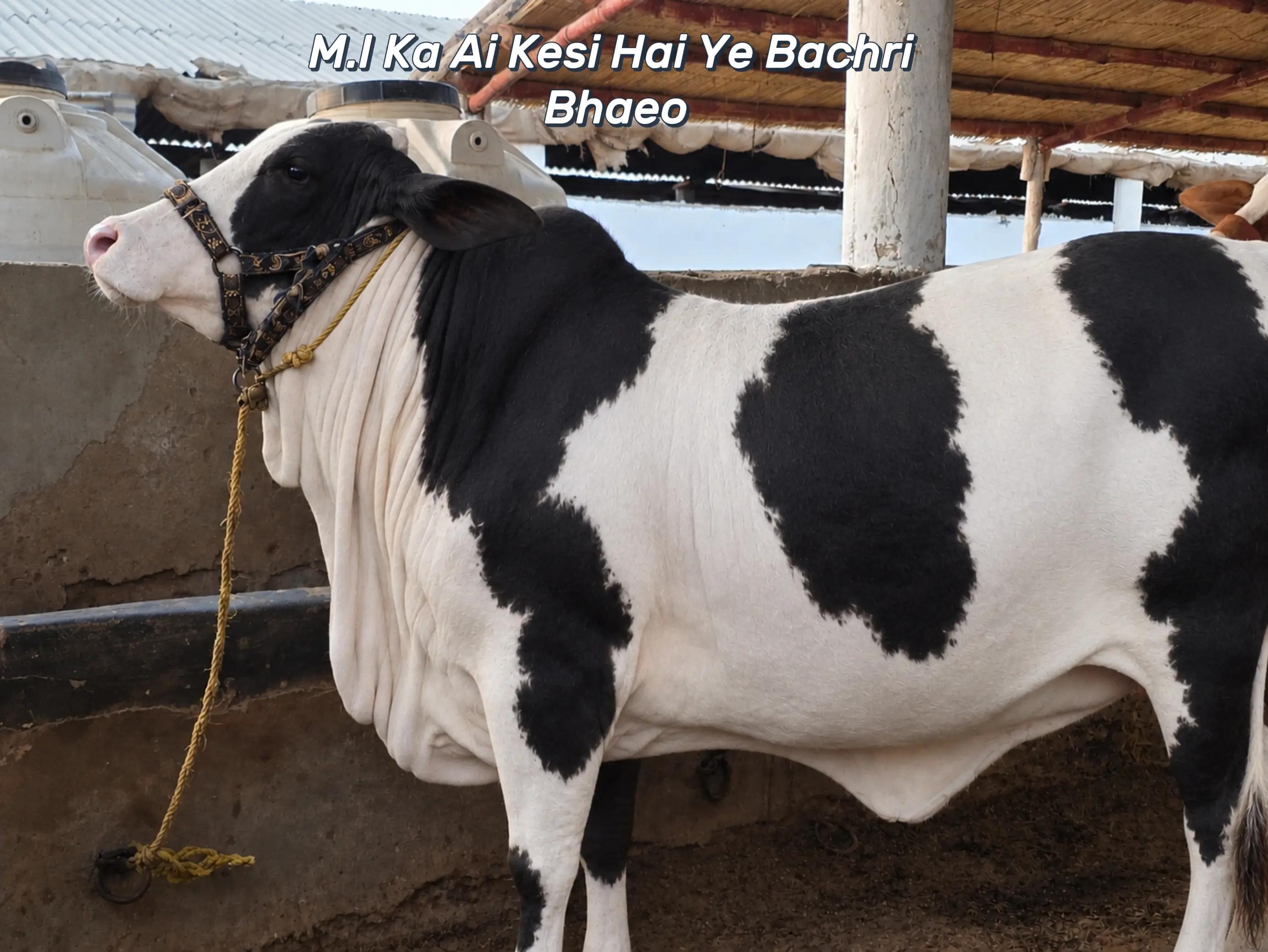 @MI Cattle Farm