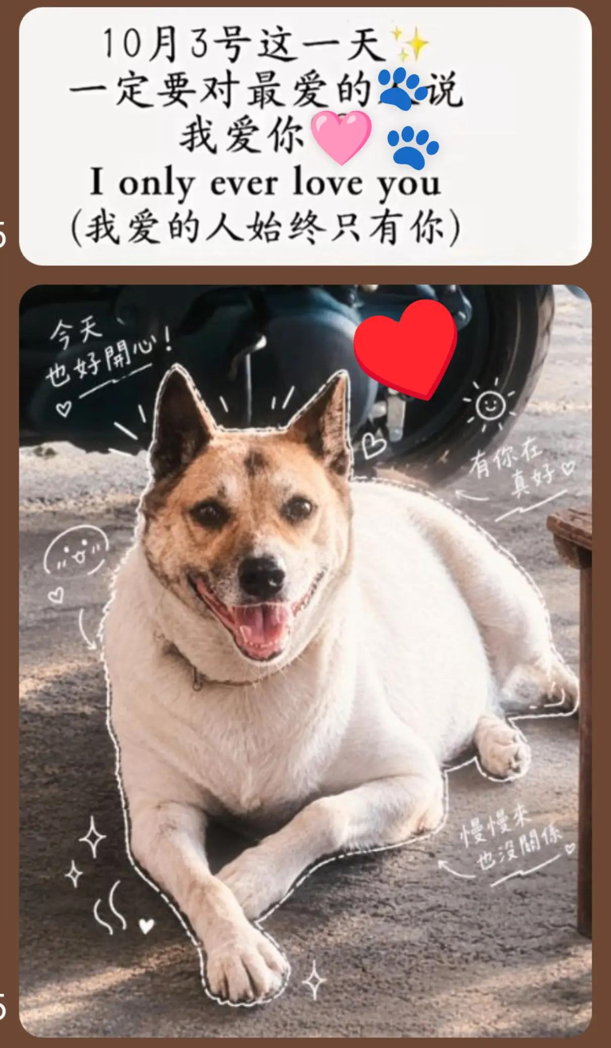 @大珍寶🥕🦮🐕🦺🐈⬛🐈🐕