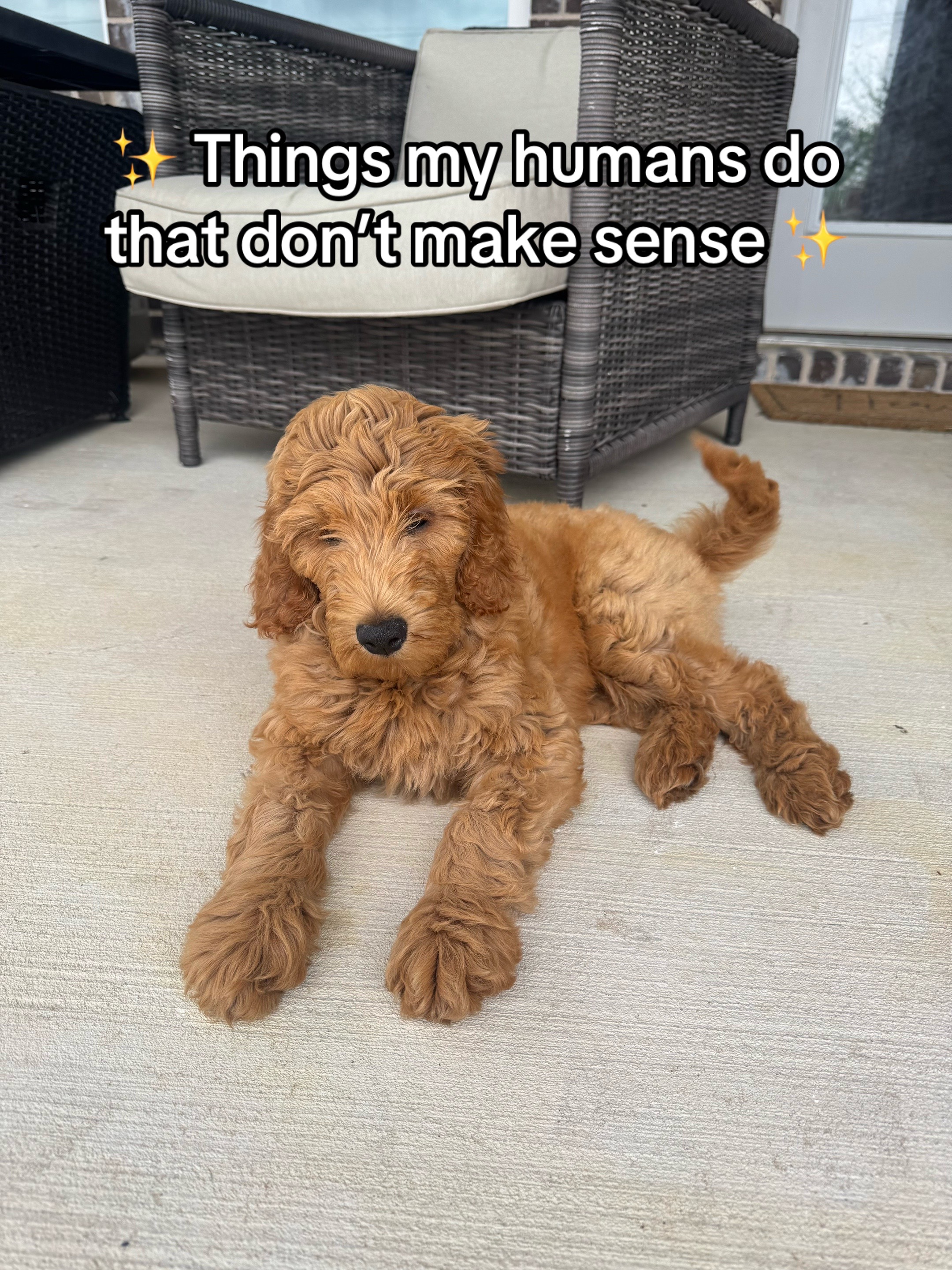 @daily.golden.goose