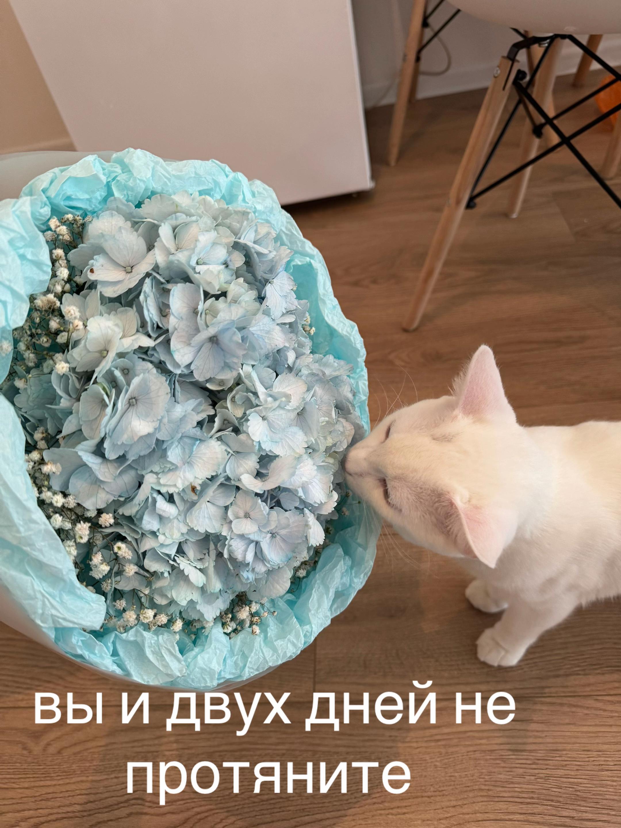 @talink