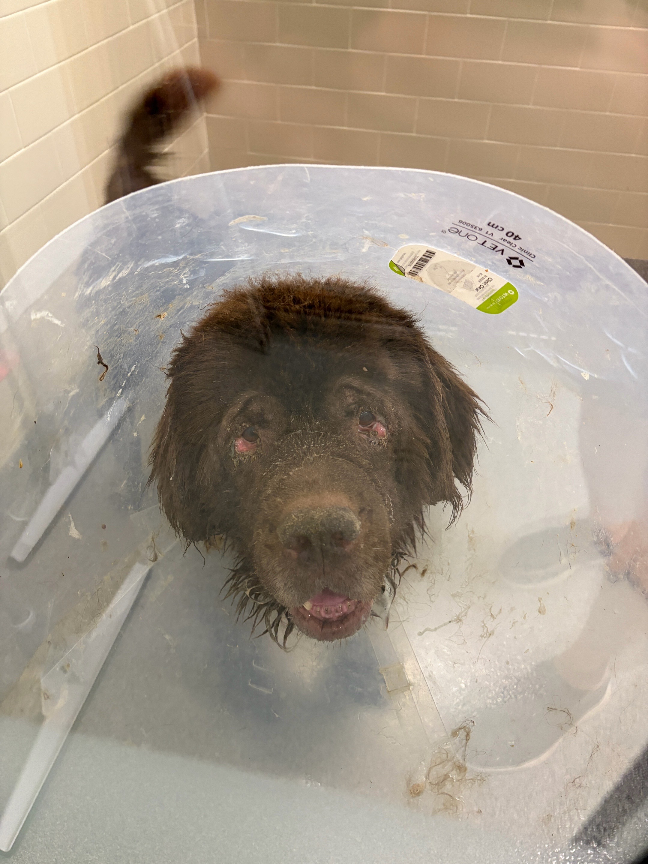 @Seattle Humane