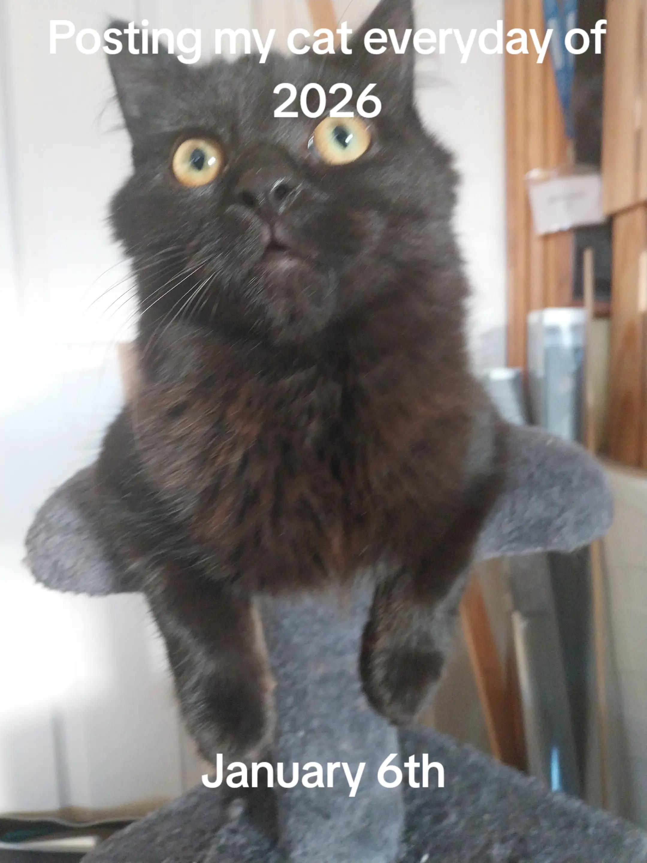 @Weakest Cat Enjoyer