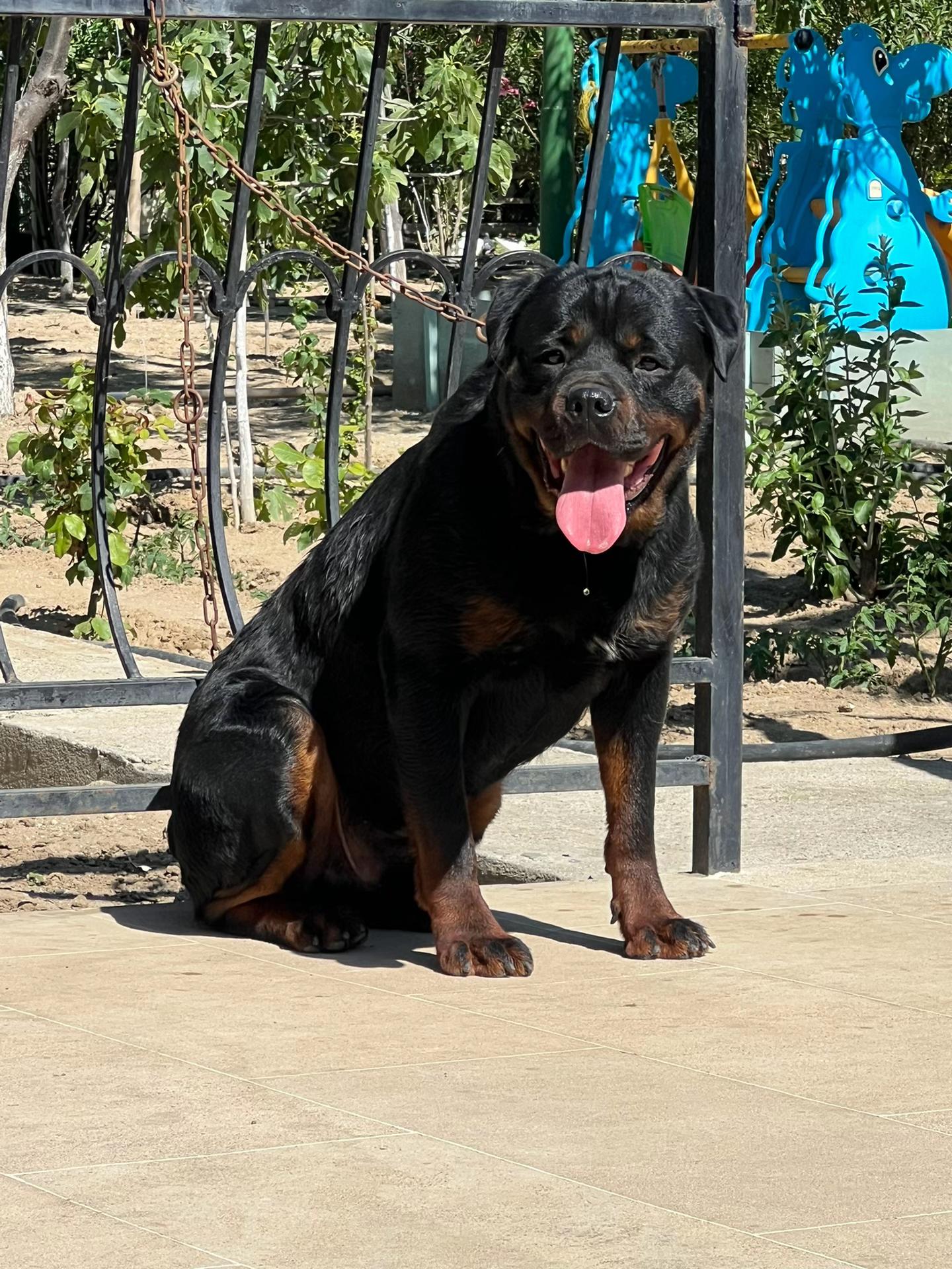 @RottweilerBaku