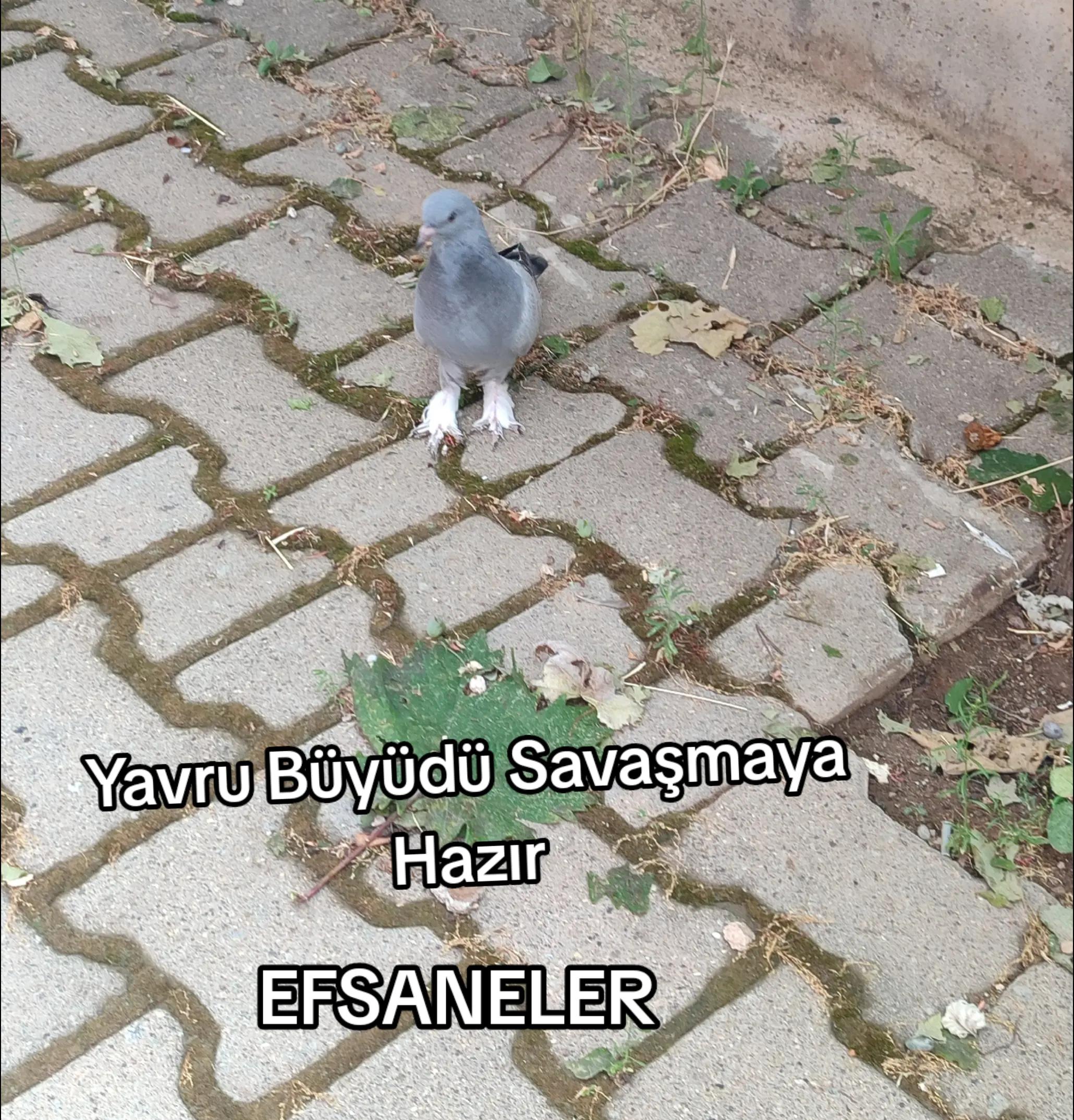 @Hacı Osman Tanrıkulu