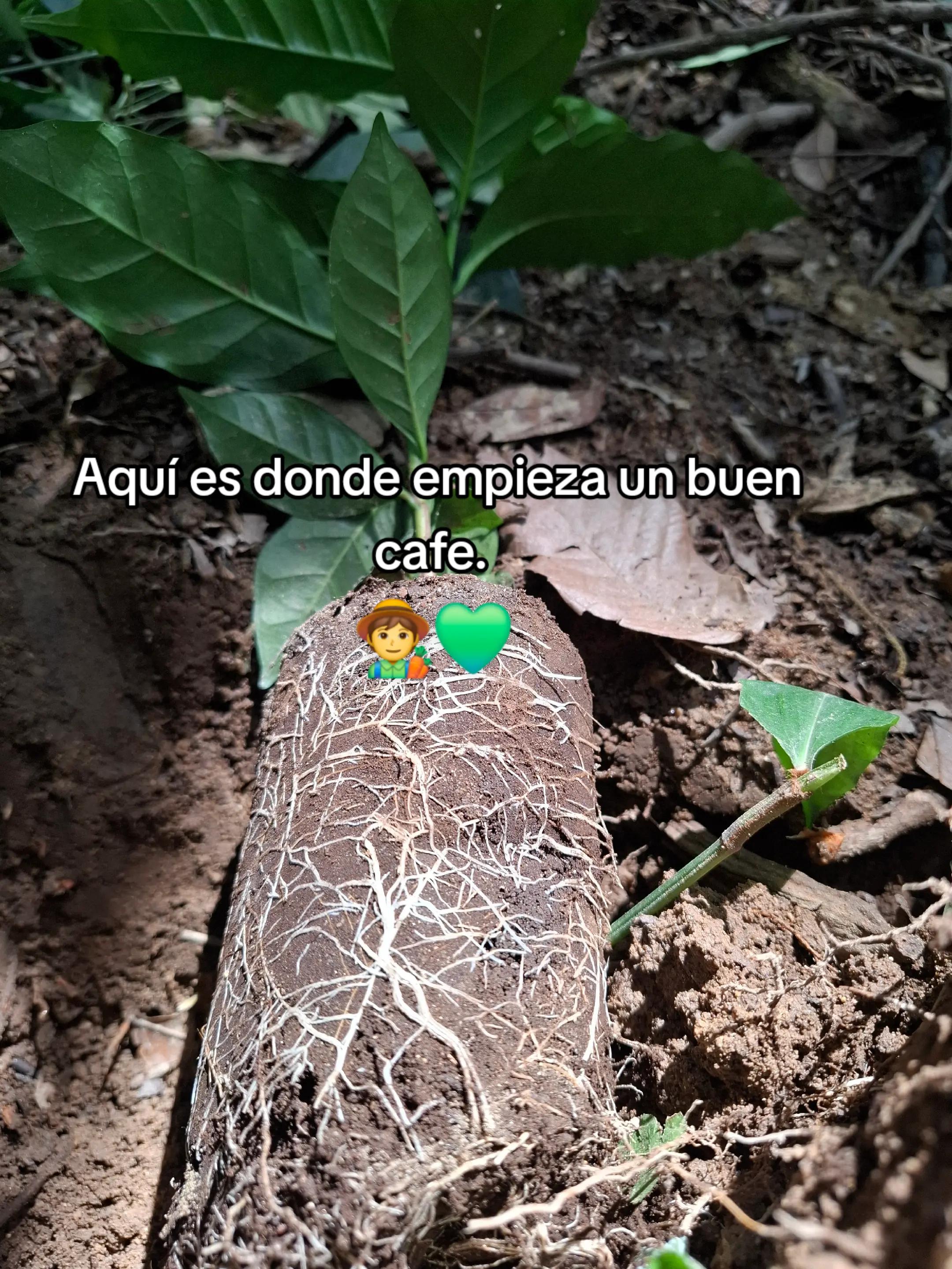 @El inge_agro🧑🌾🌽