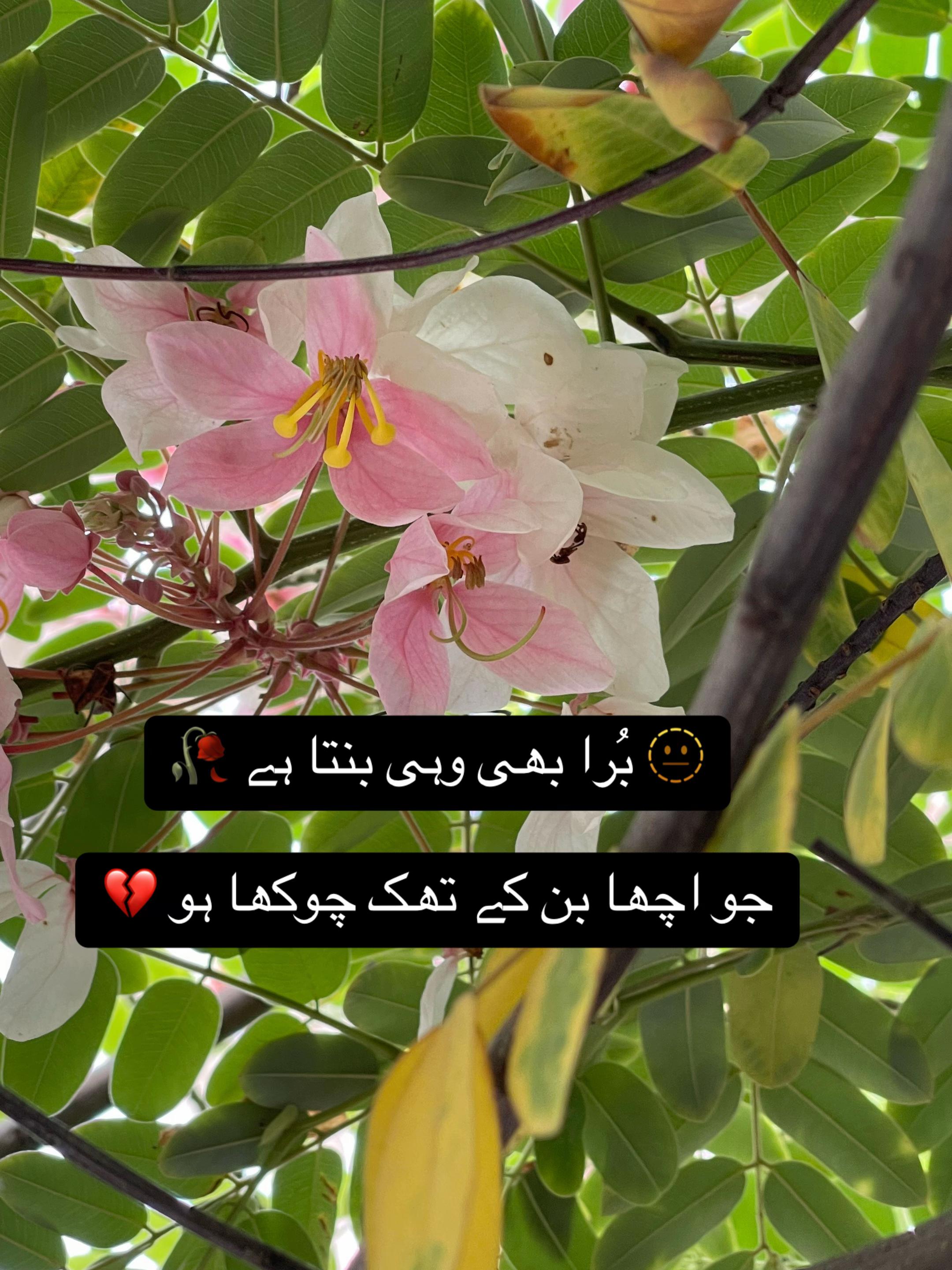 @mian80352