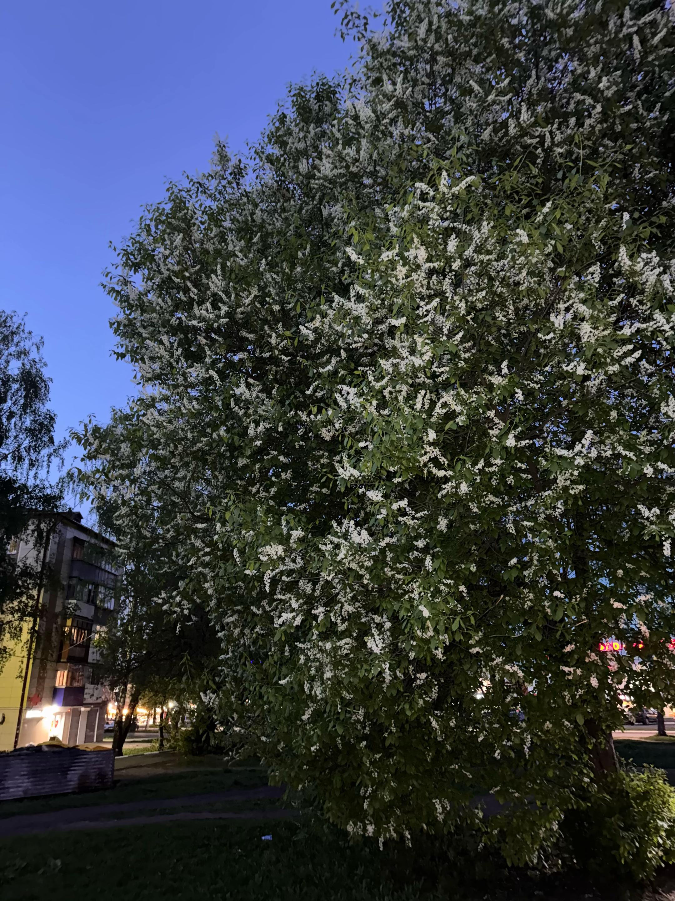 @🪽
