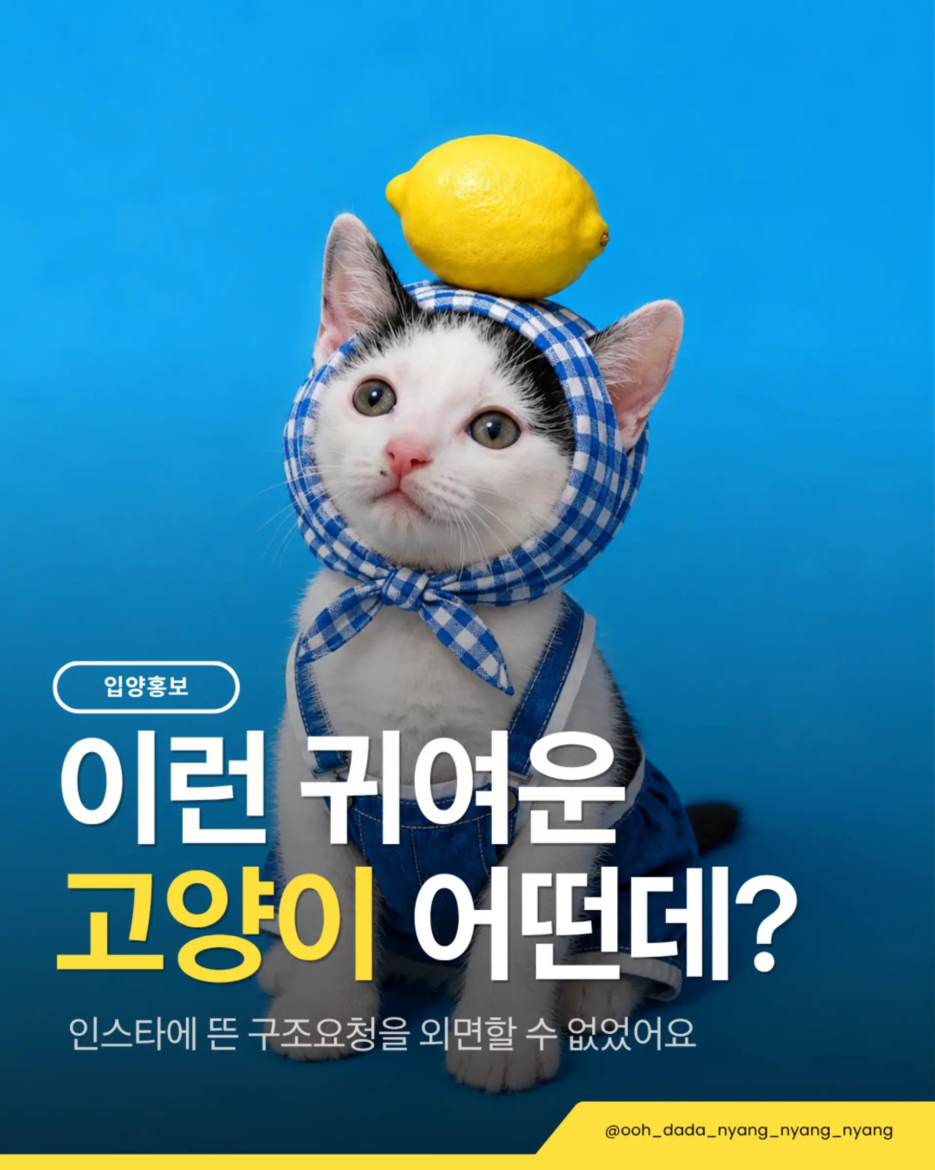 @우다다냥냥냥