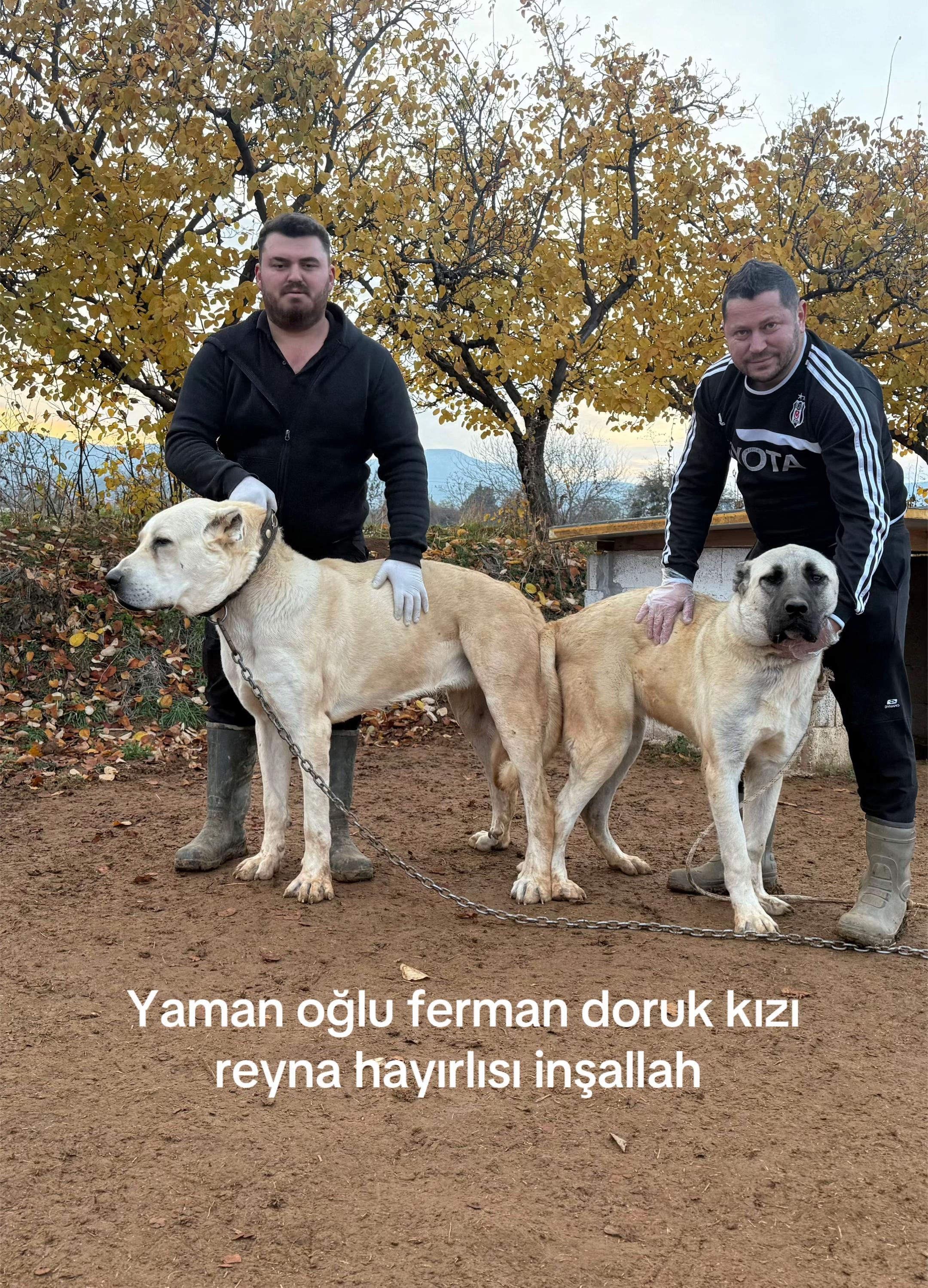 @Mustafa Ali Yldz
