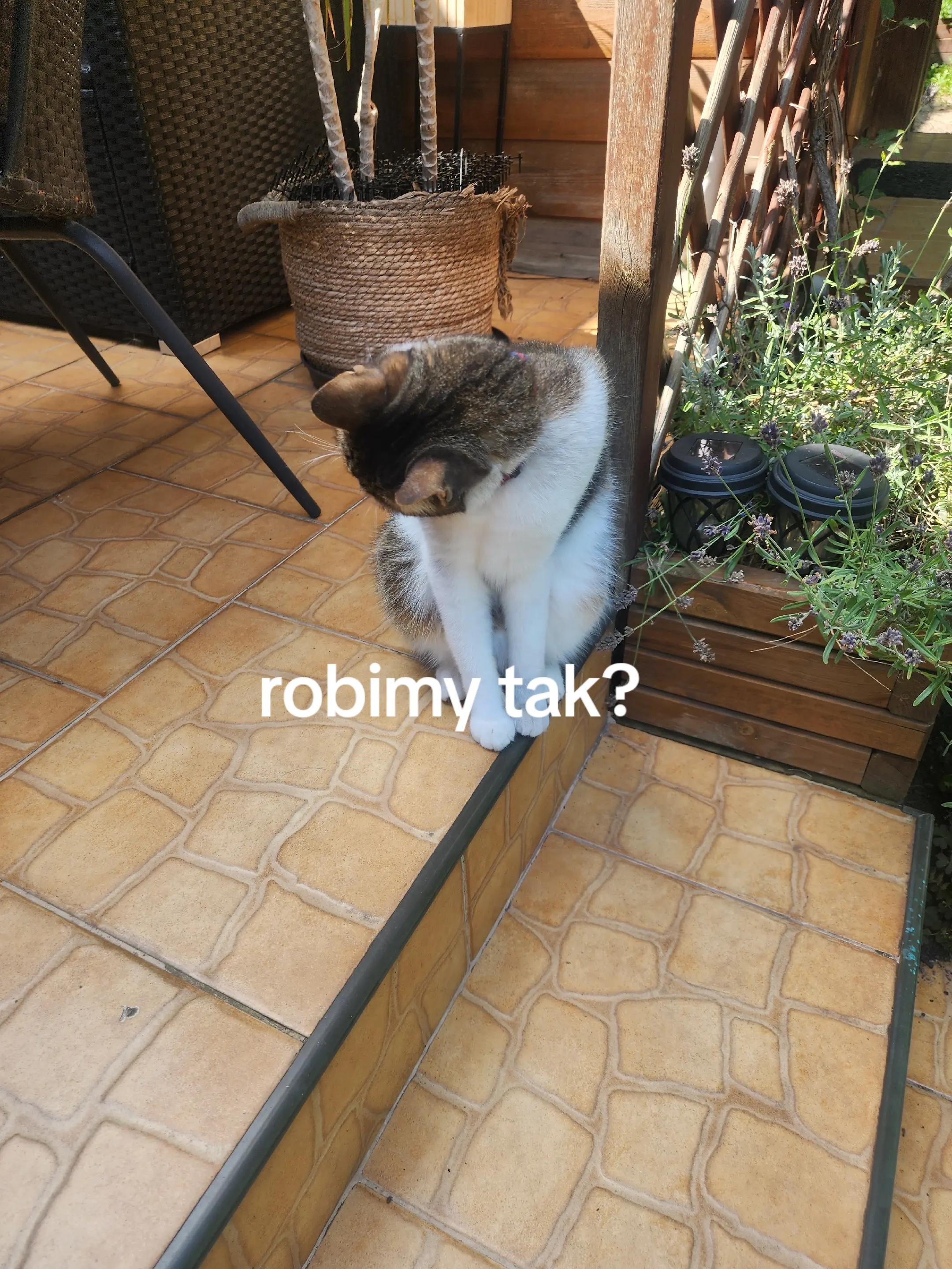 @Torcik