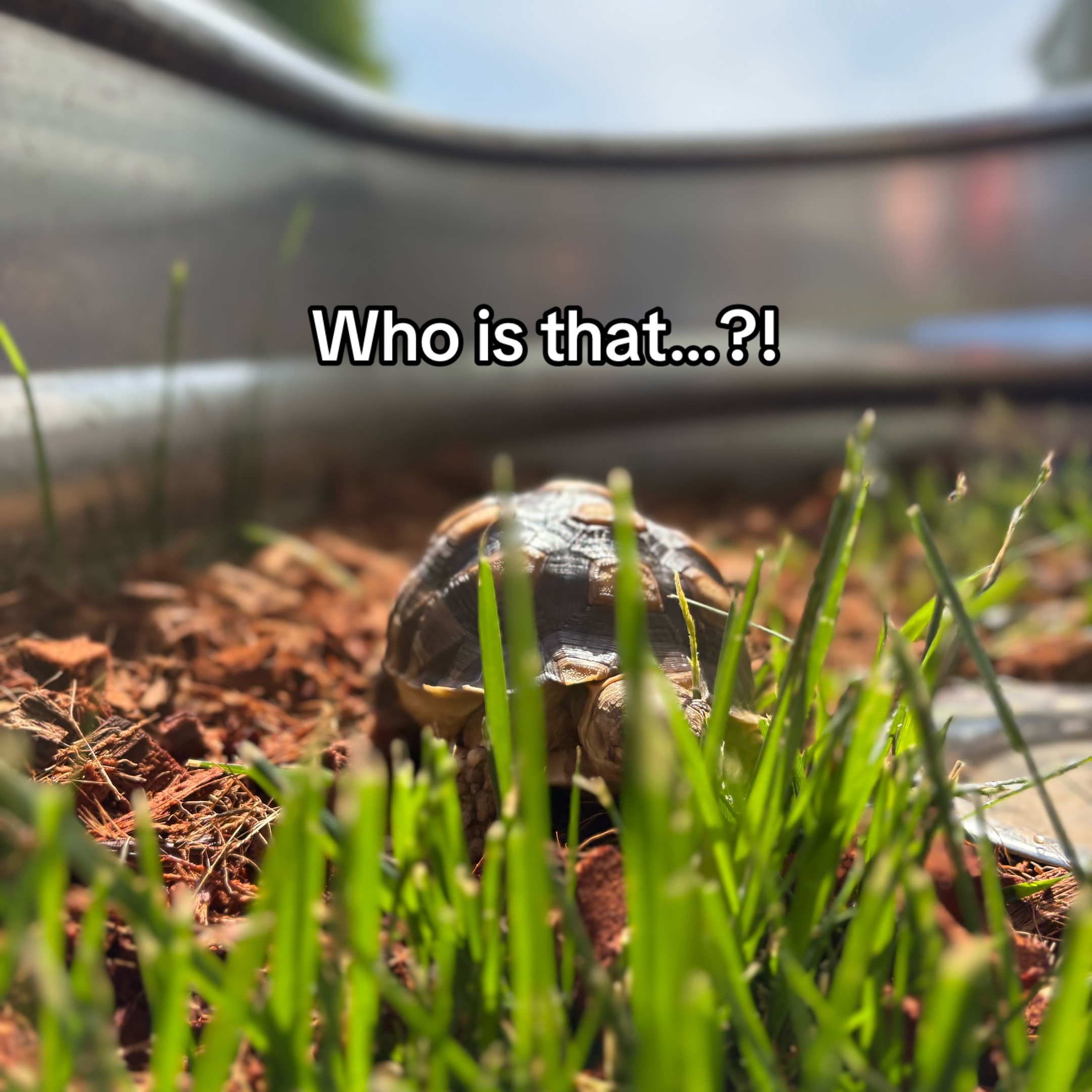 @Fajita 🐢