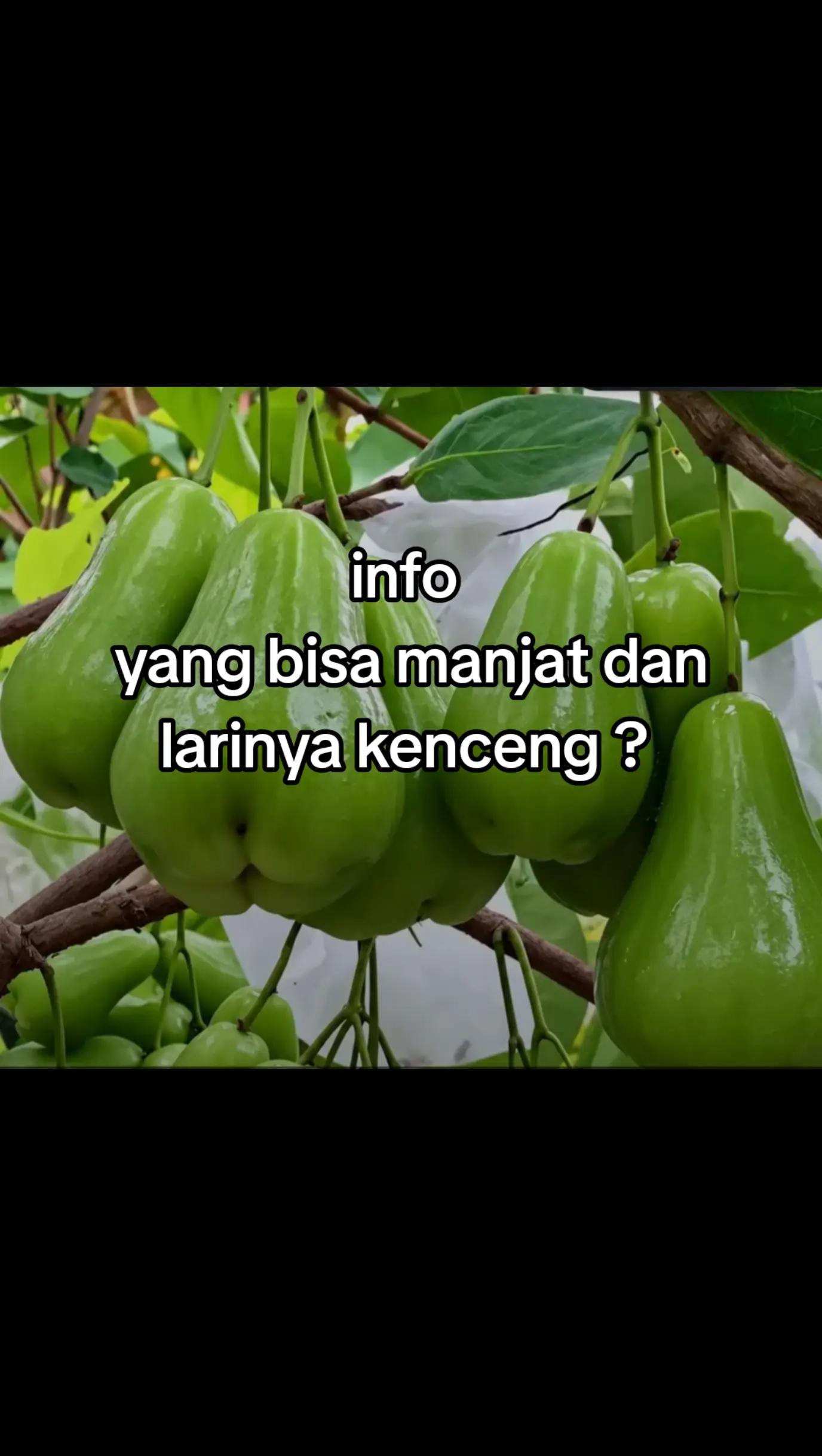 @matahari
