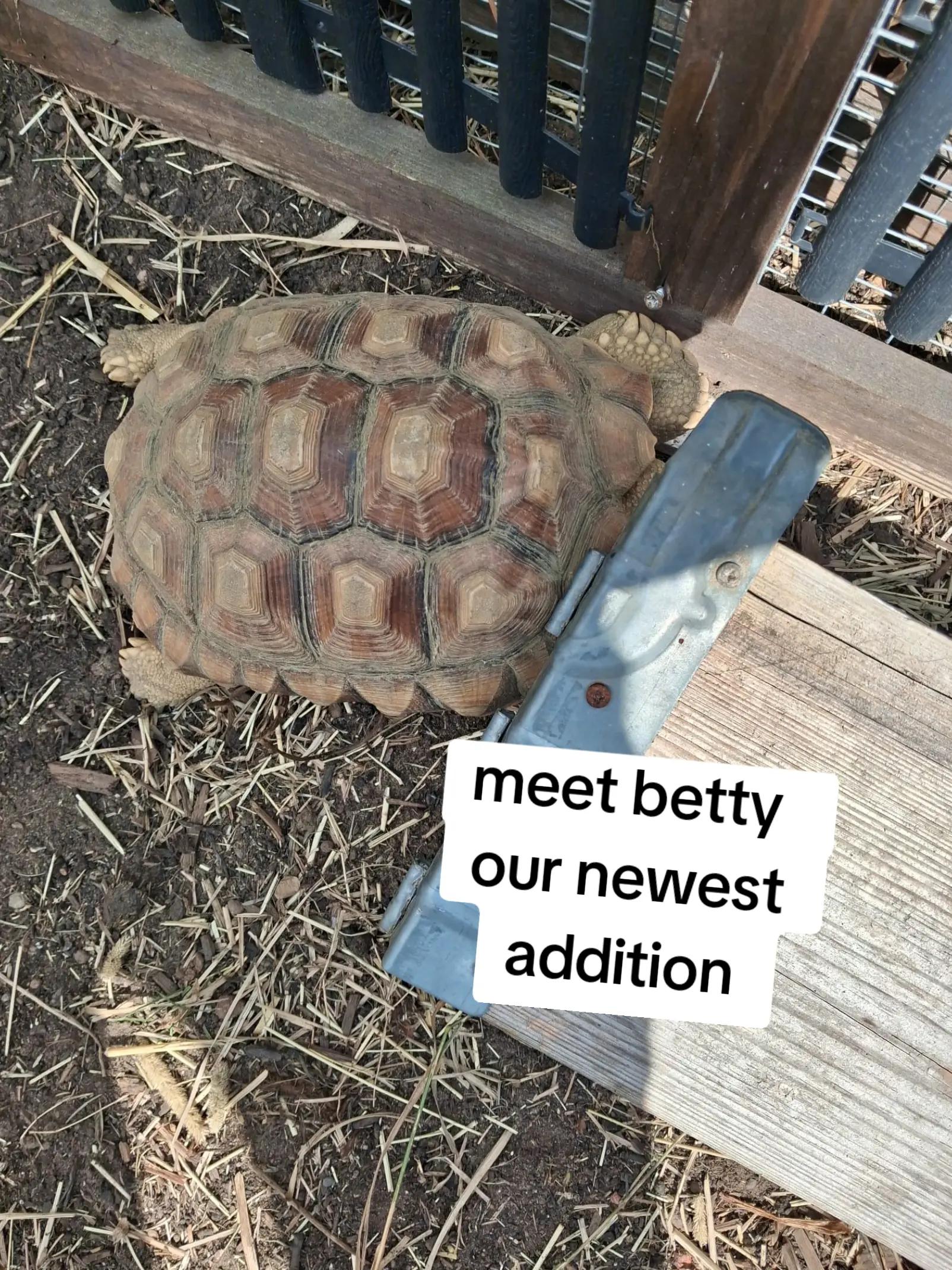 @essex tortoise group