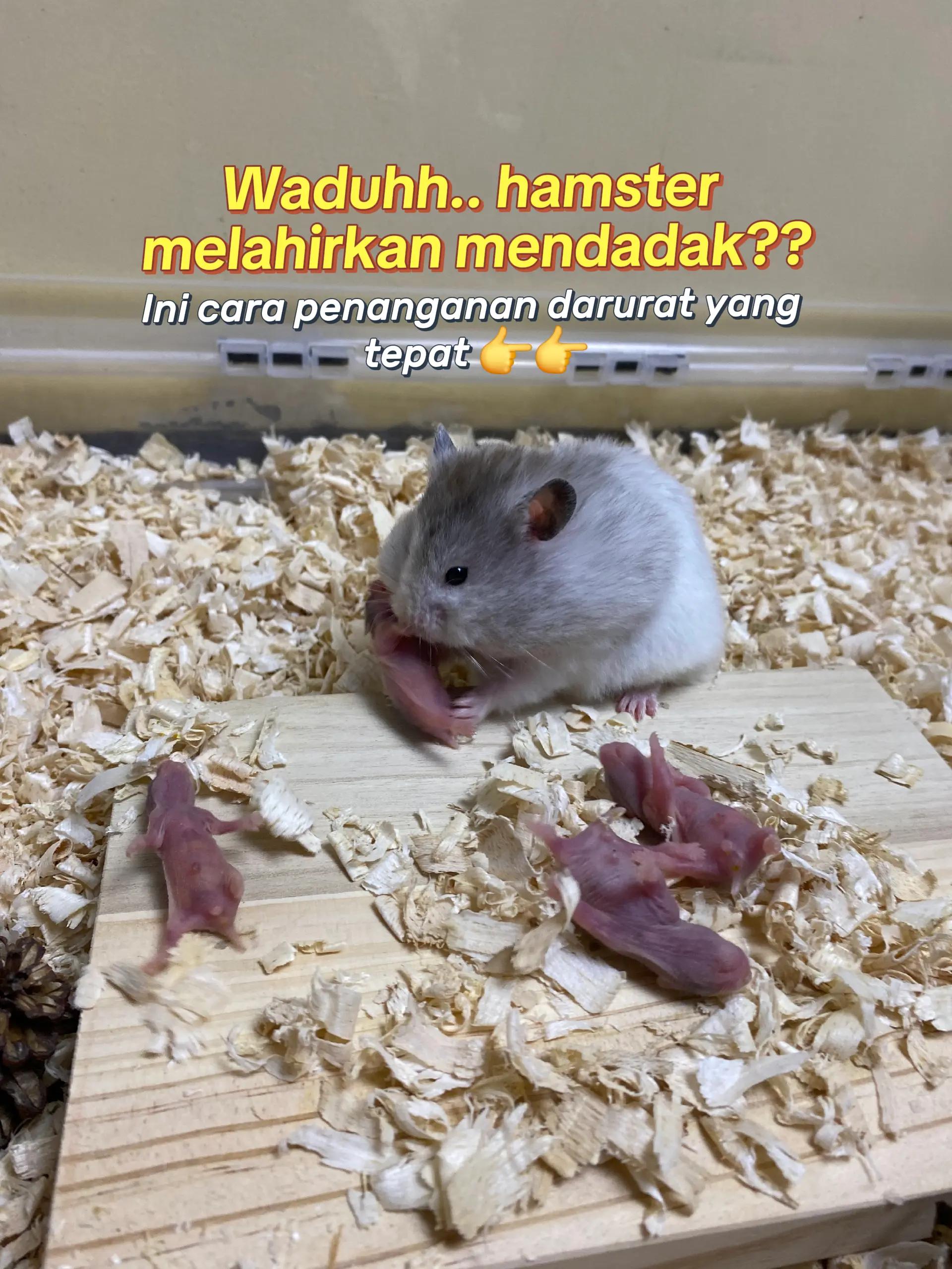 @TamaGo Pet