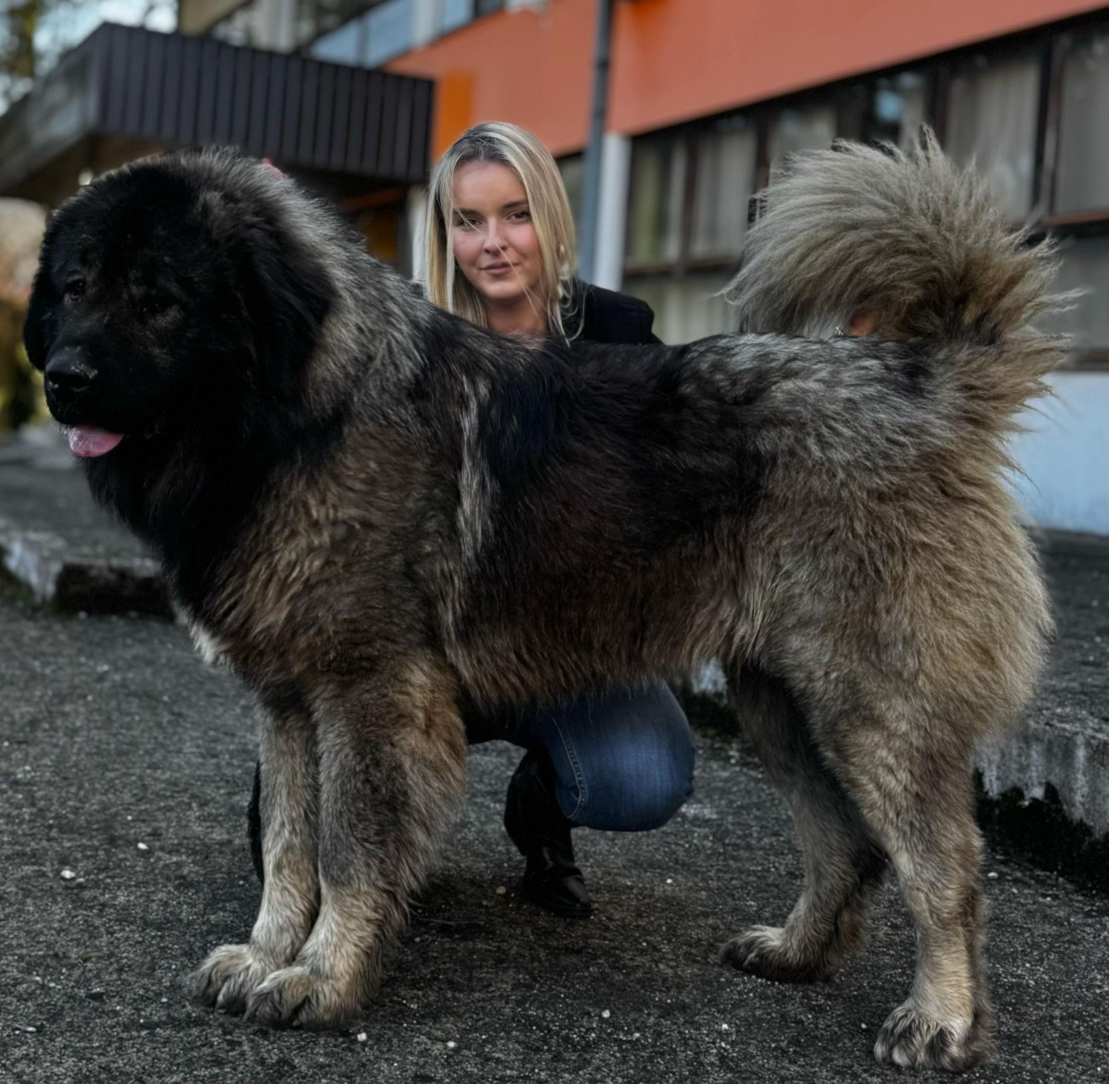 @Caucasian Shepheard Dogs