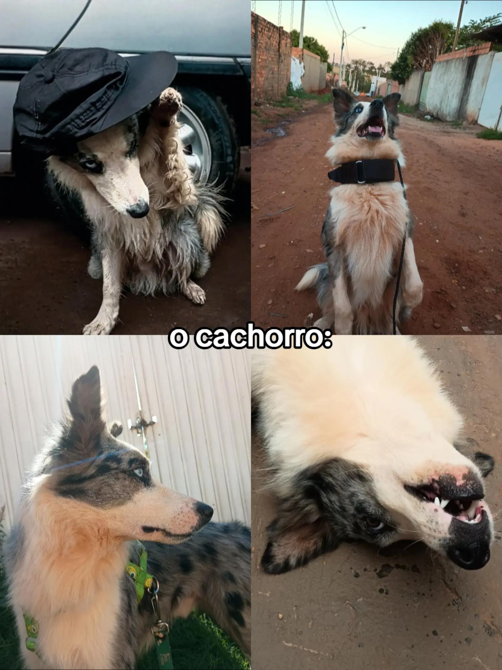 @🇧🇷𝖕𝖆𝖙𝖆𝖘𝕭𝕽٭