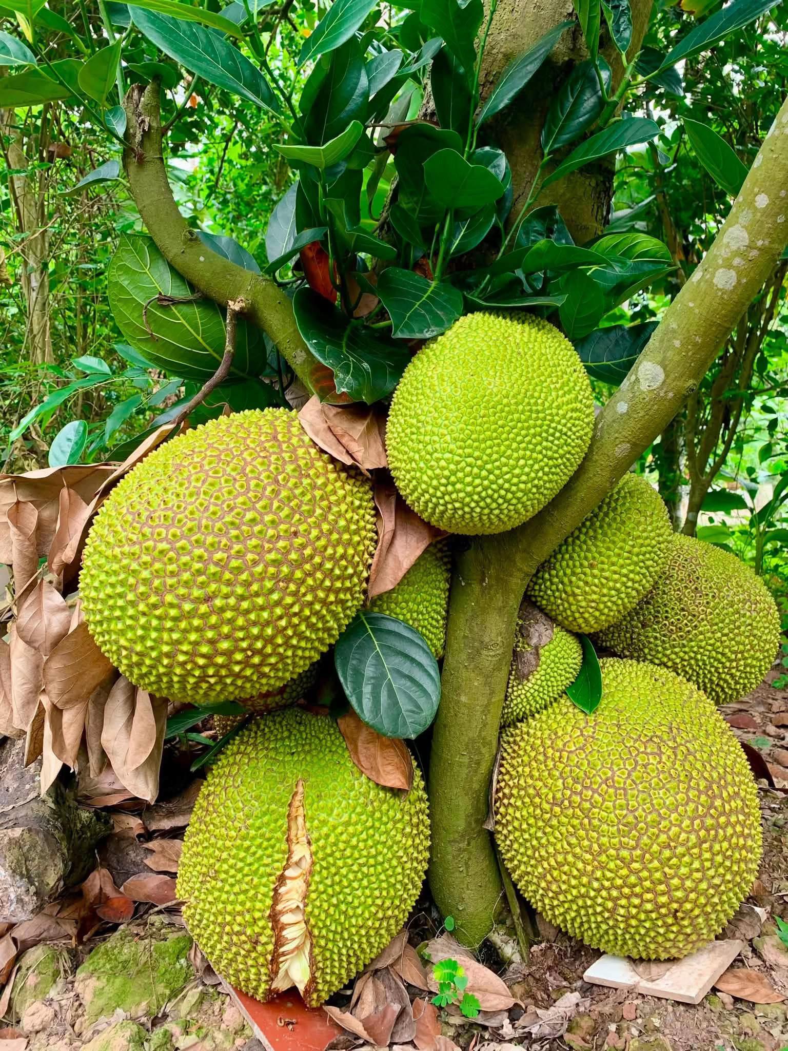 @Hải Đam Mê Du Lịch