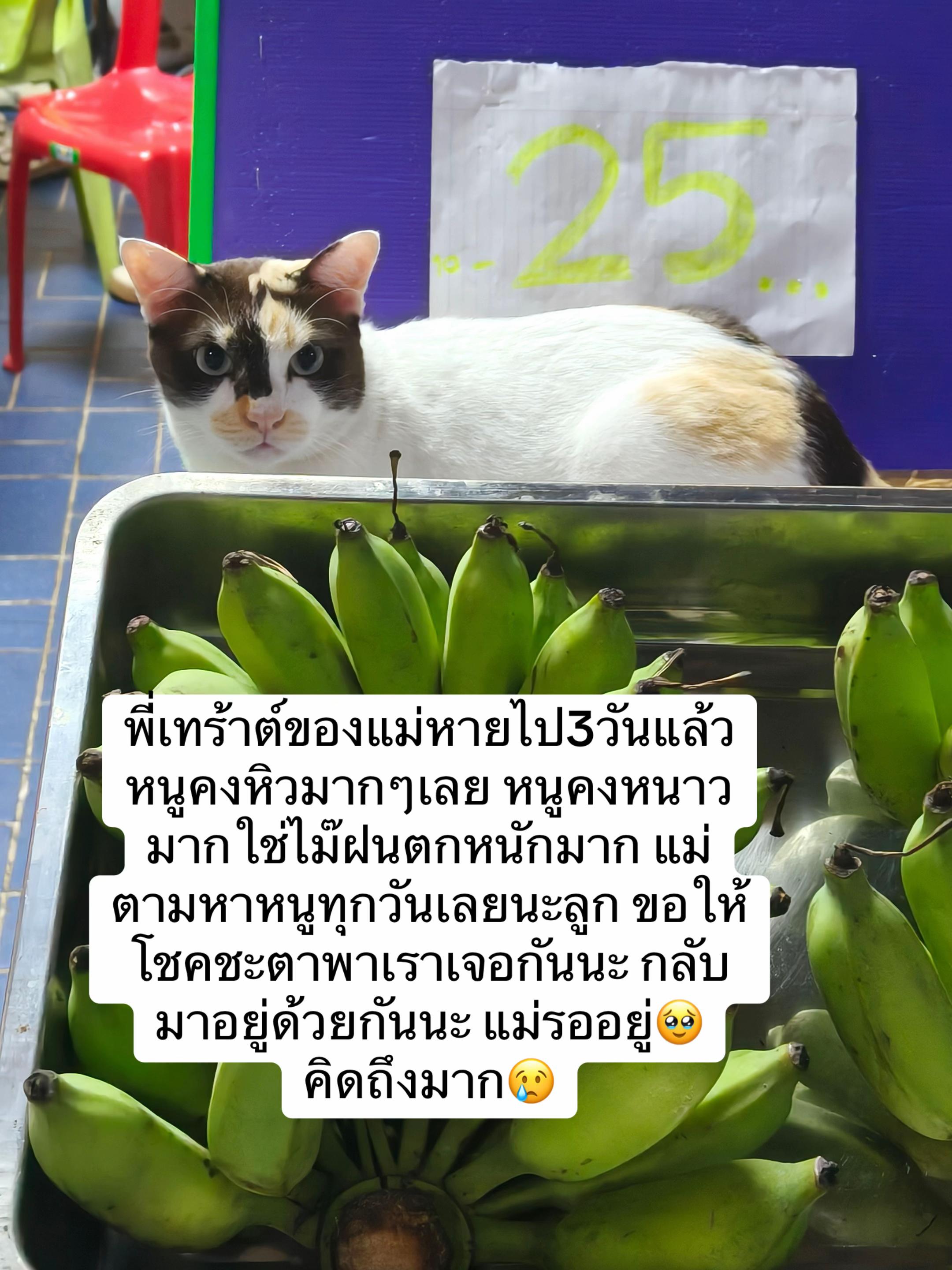 @มิรา ดุรงคชยานุรักษ์