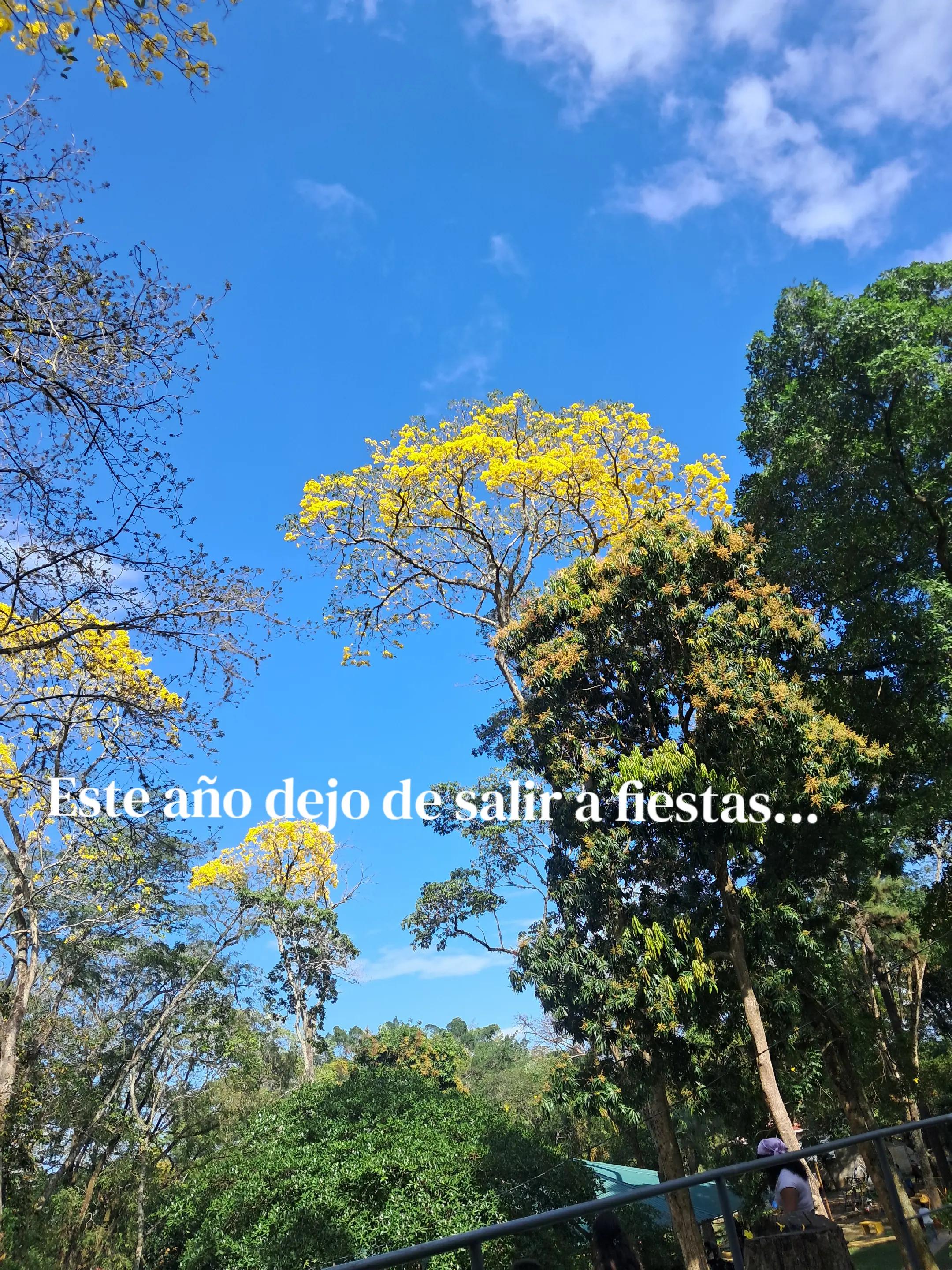 @Gaelito