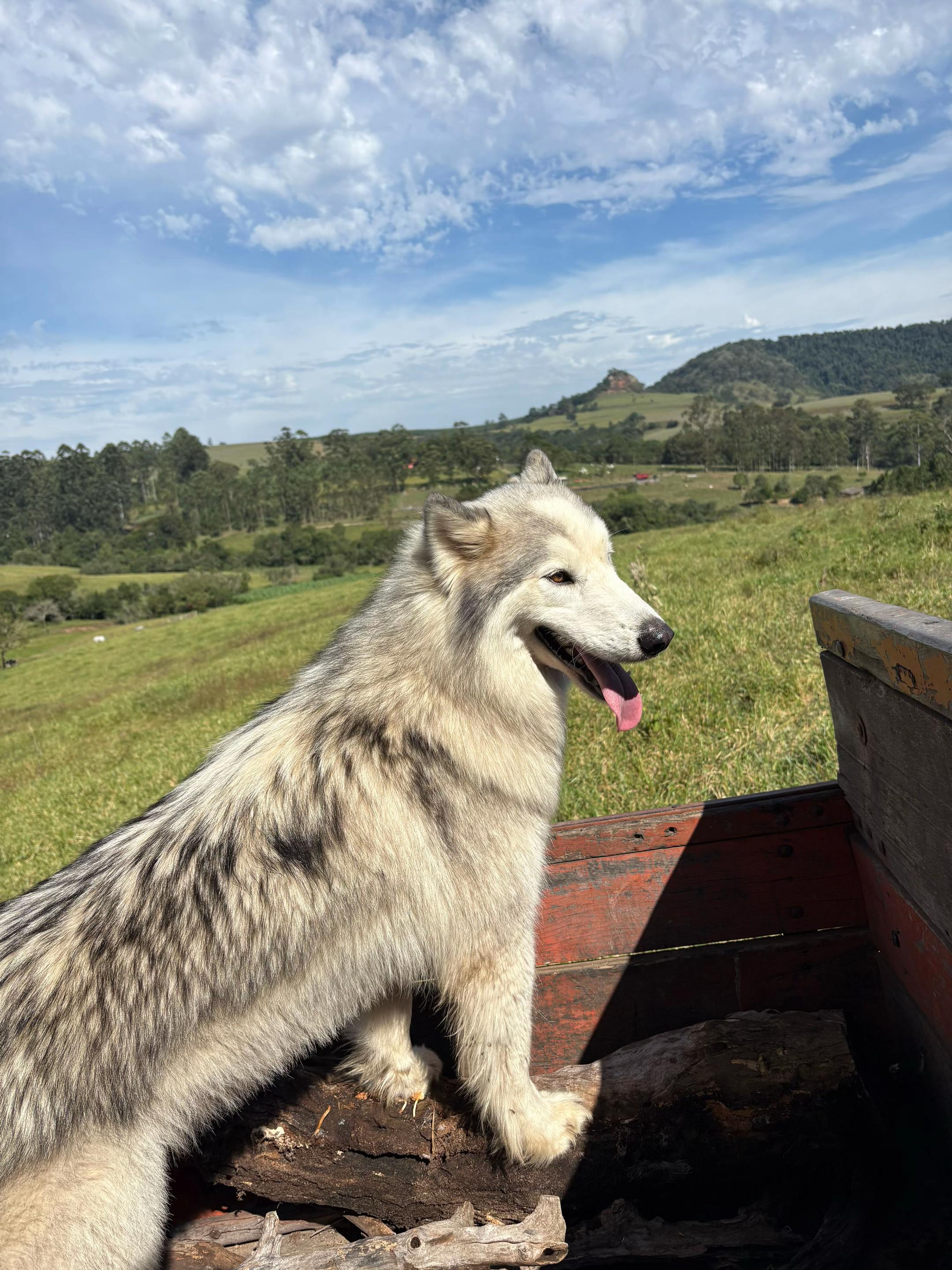@Chorão