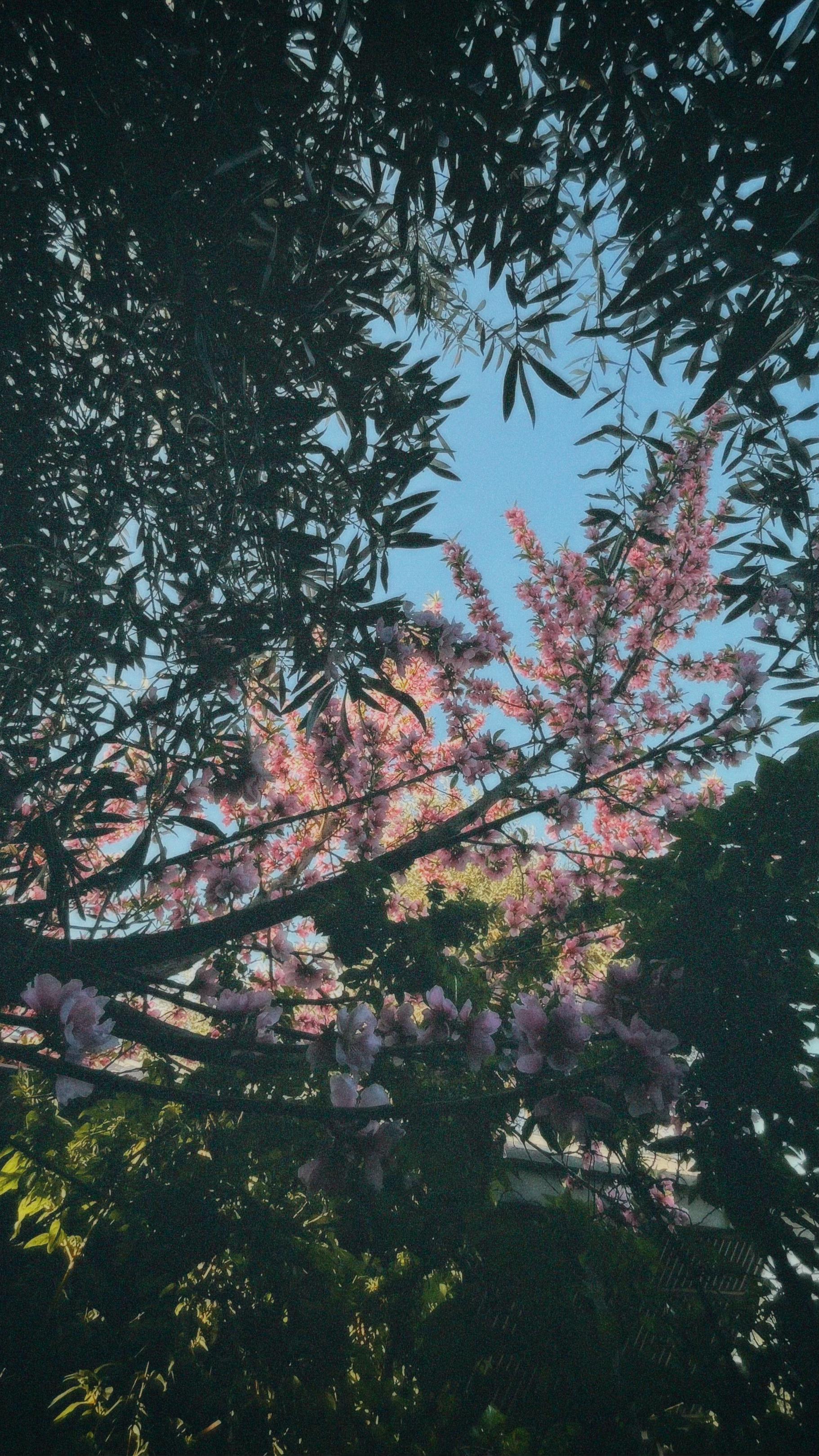 @Kiticonnie🍒