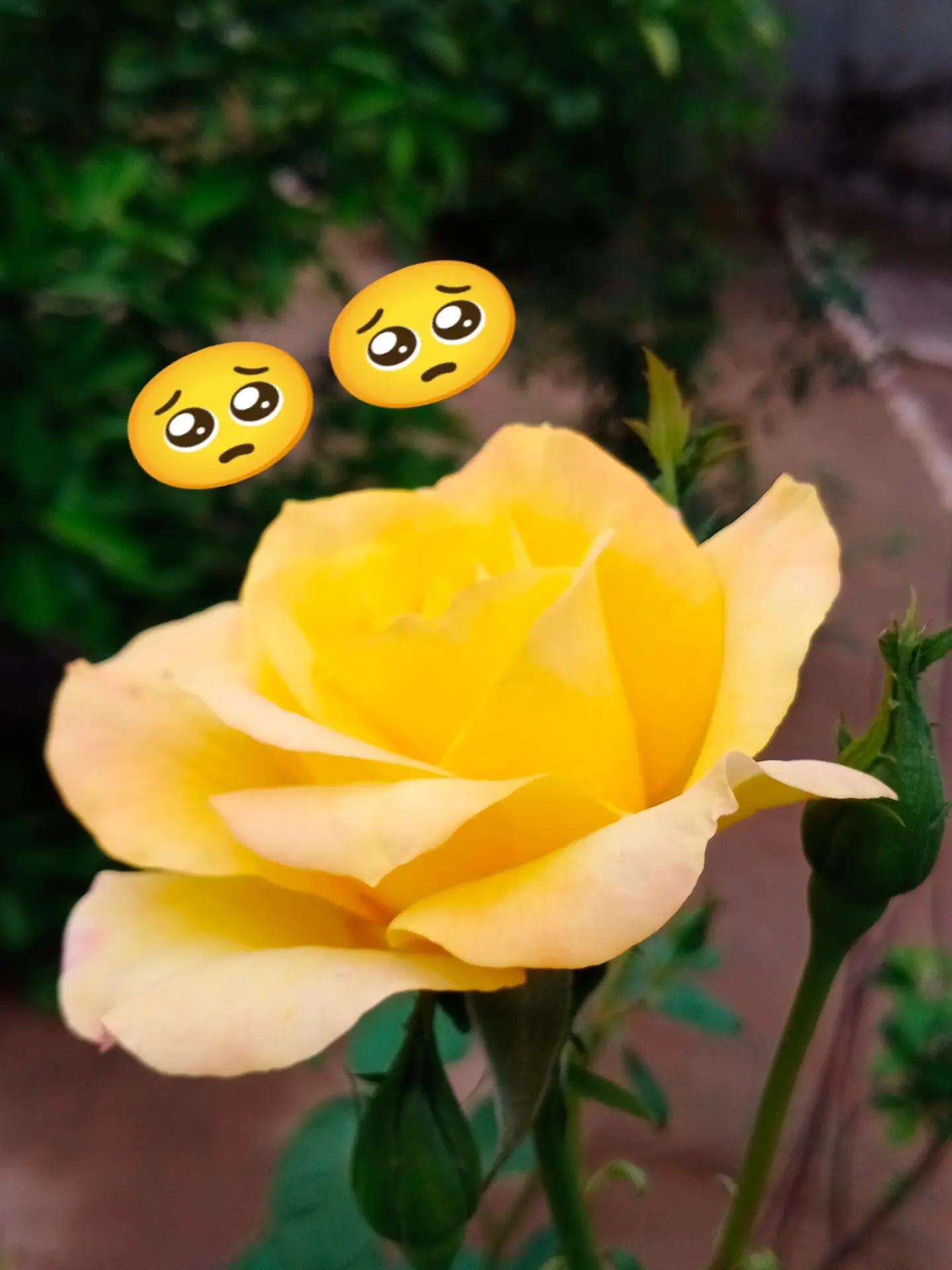 @💞Only_Flowers💞