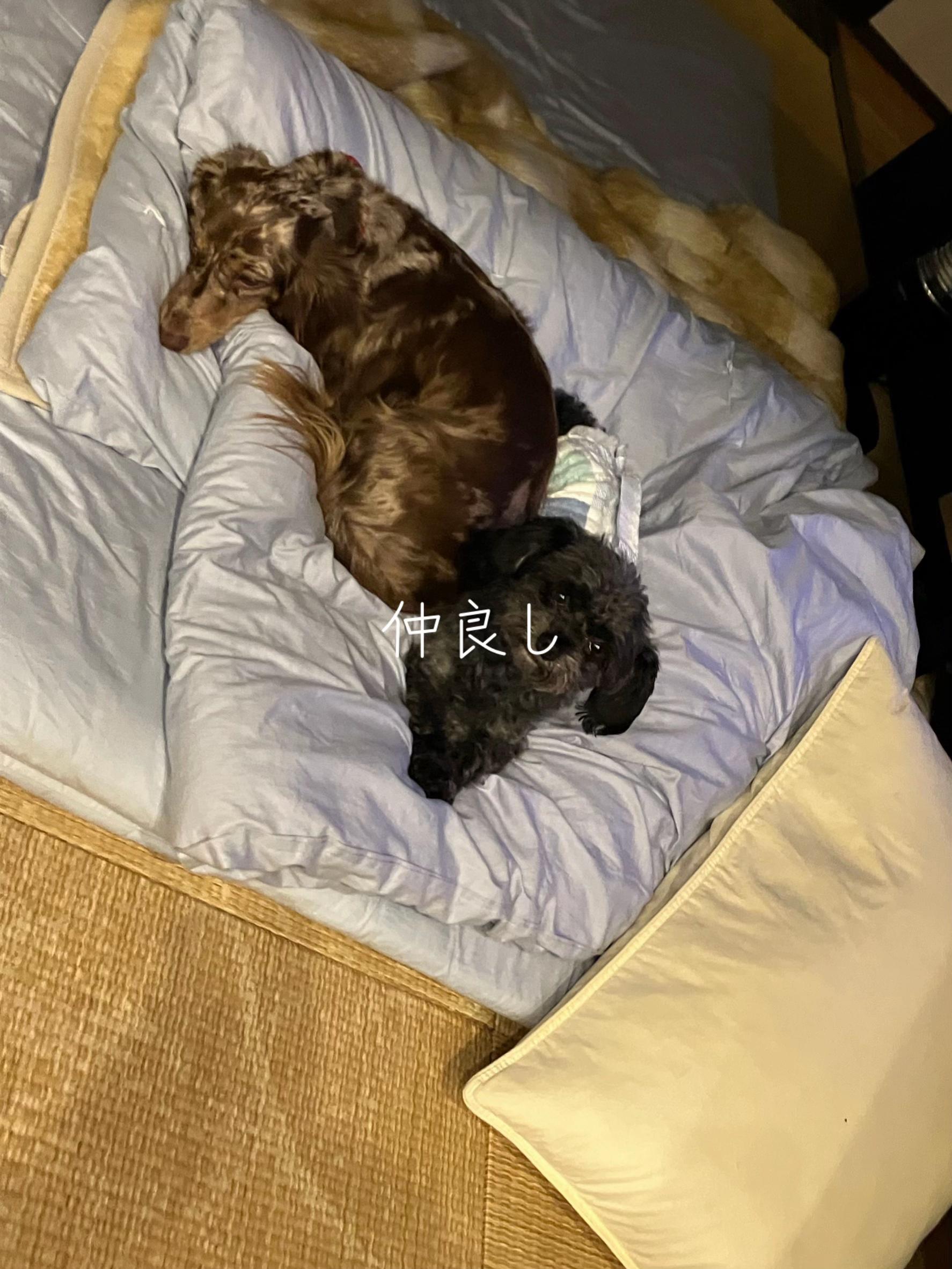 @ケン