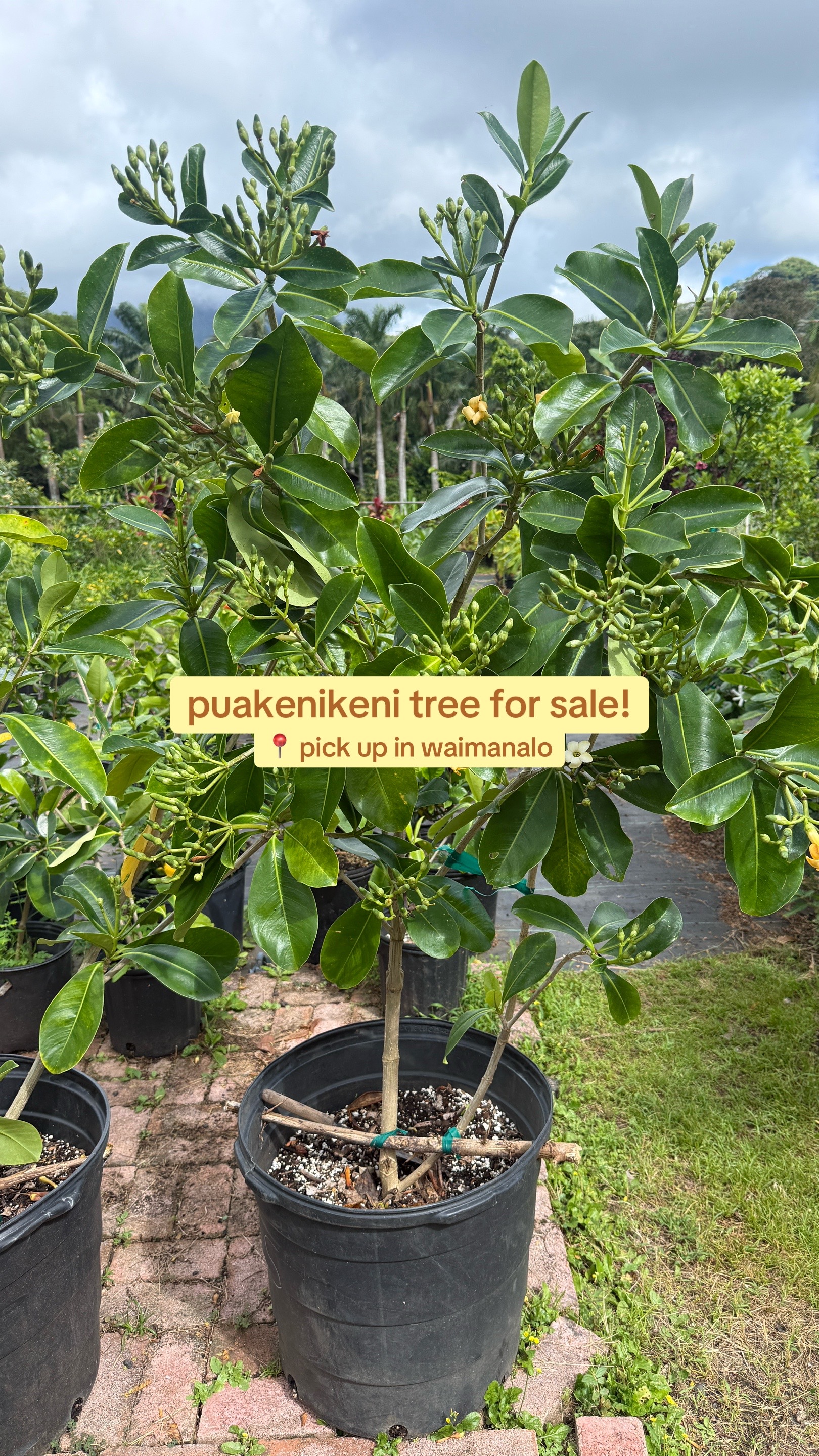 @plantedbymal 🌺