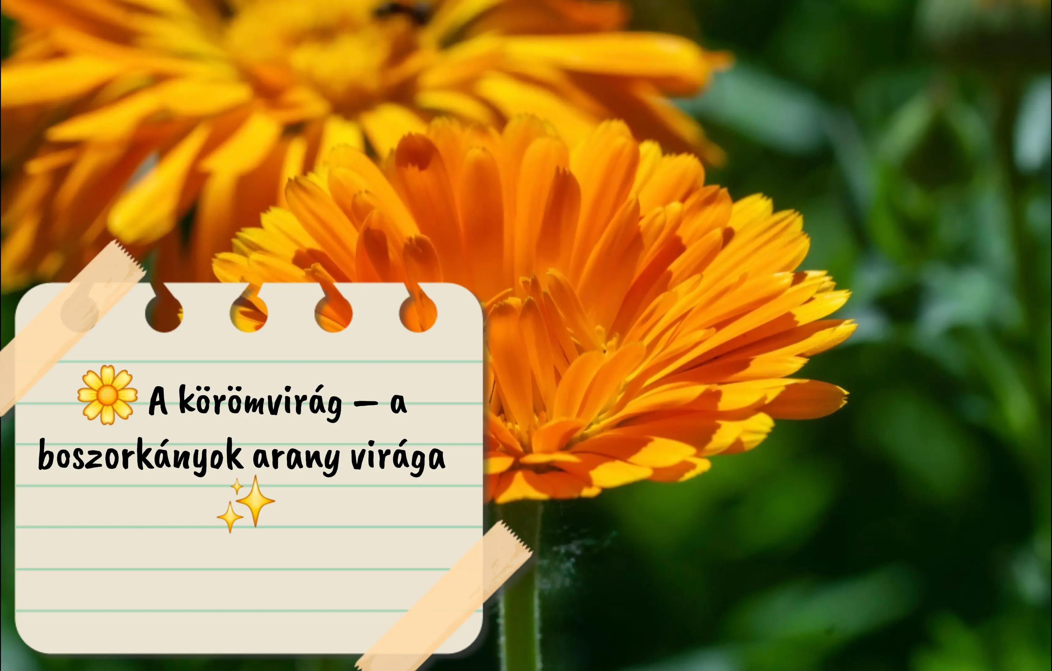 @🌒🔮D&ouml;d&ouml;llevir&aacute;g 🧙&zwj;♀️🌔