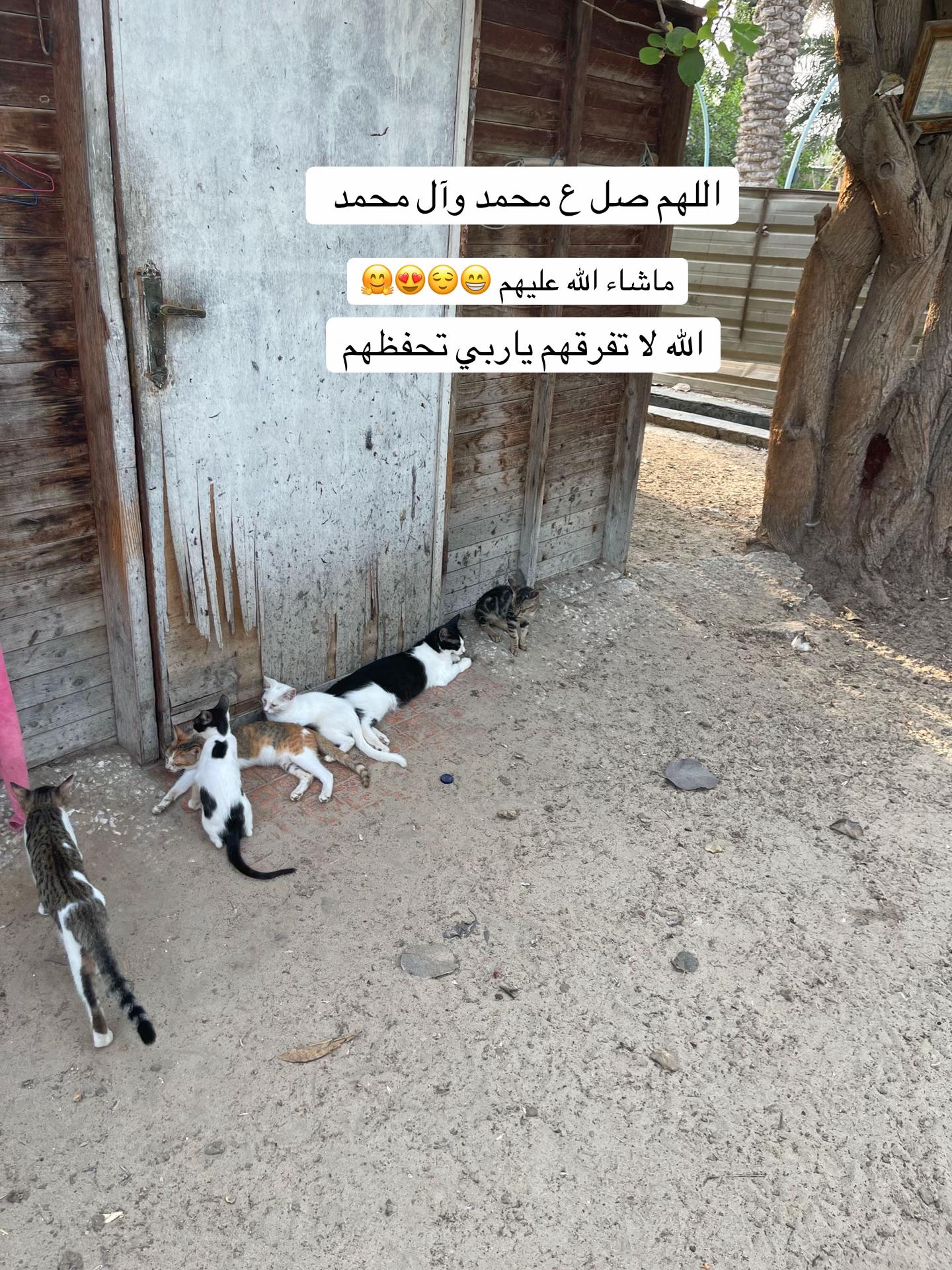 @ashkaltbiah