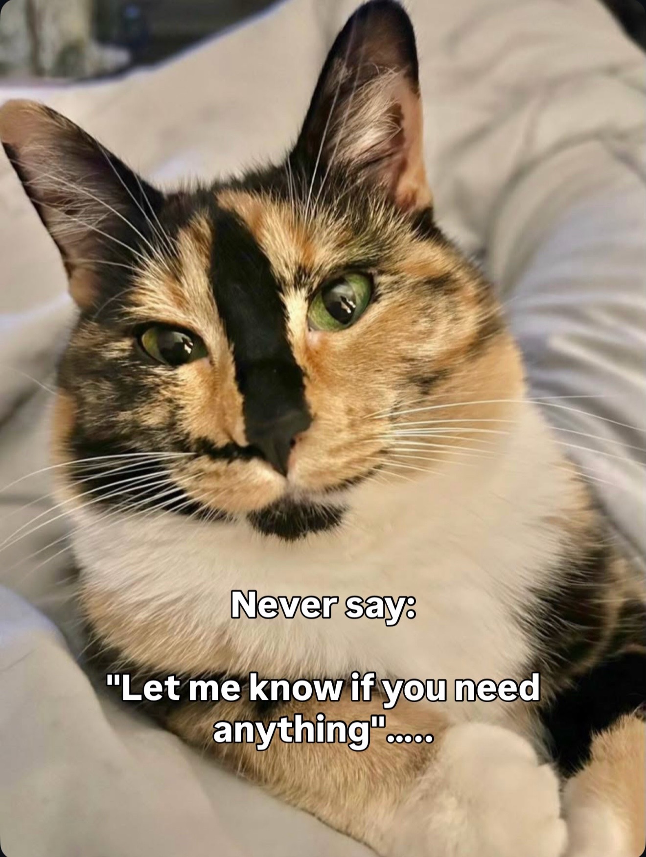 @SnickersTheSmilingCat