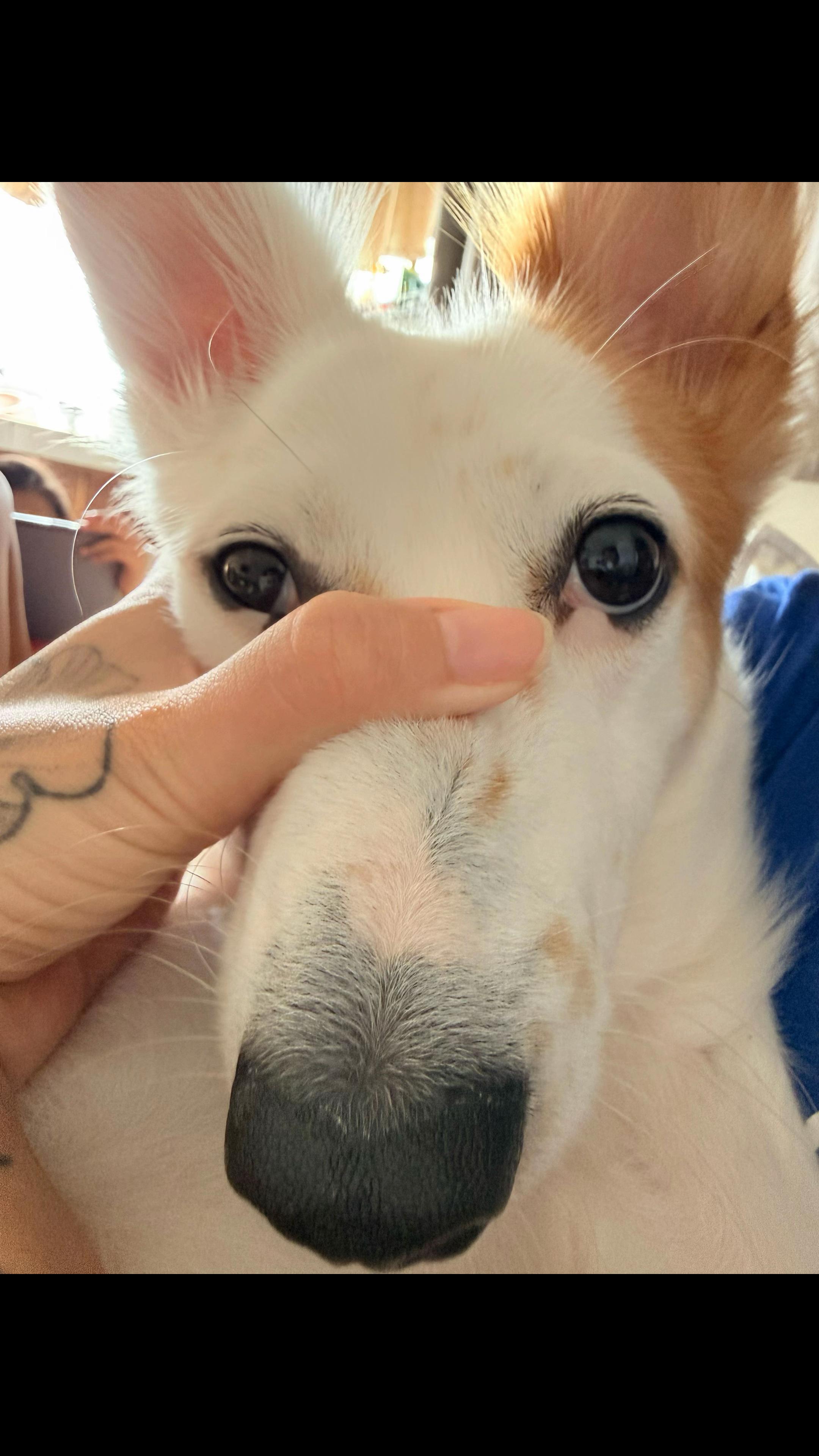 @🐰